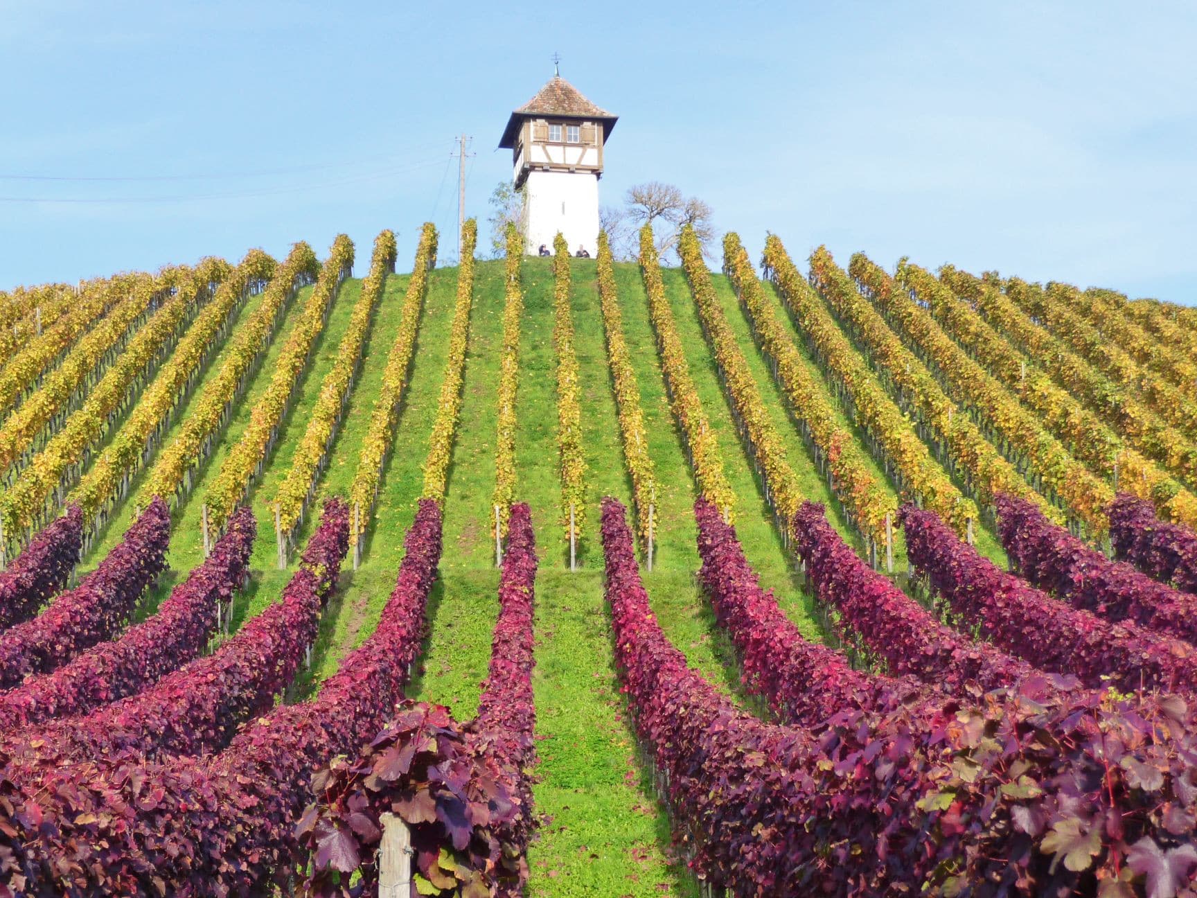 Es ist ein Wasserturm auf einem Hügel mit Weinreben zu erkennen - der Wasserturm ist in einem Fachwerkstil gebaut. Die Reben sind ganz oben auf dem Hügel grün und unten rot.