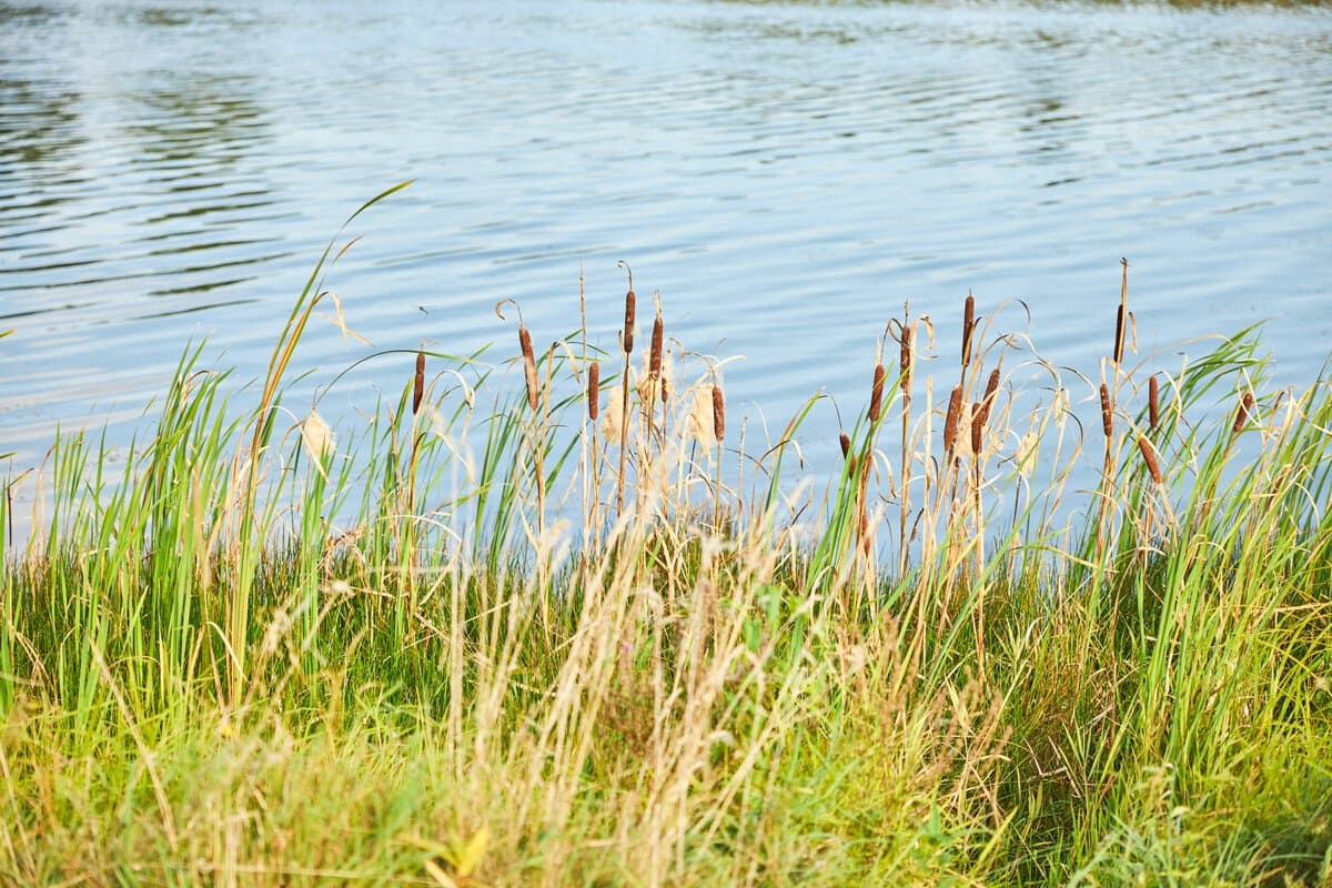 Weiher