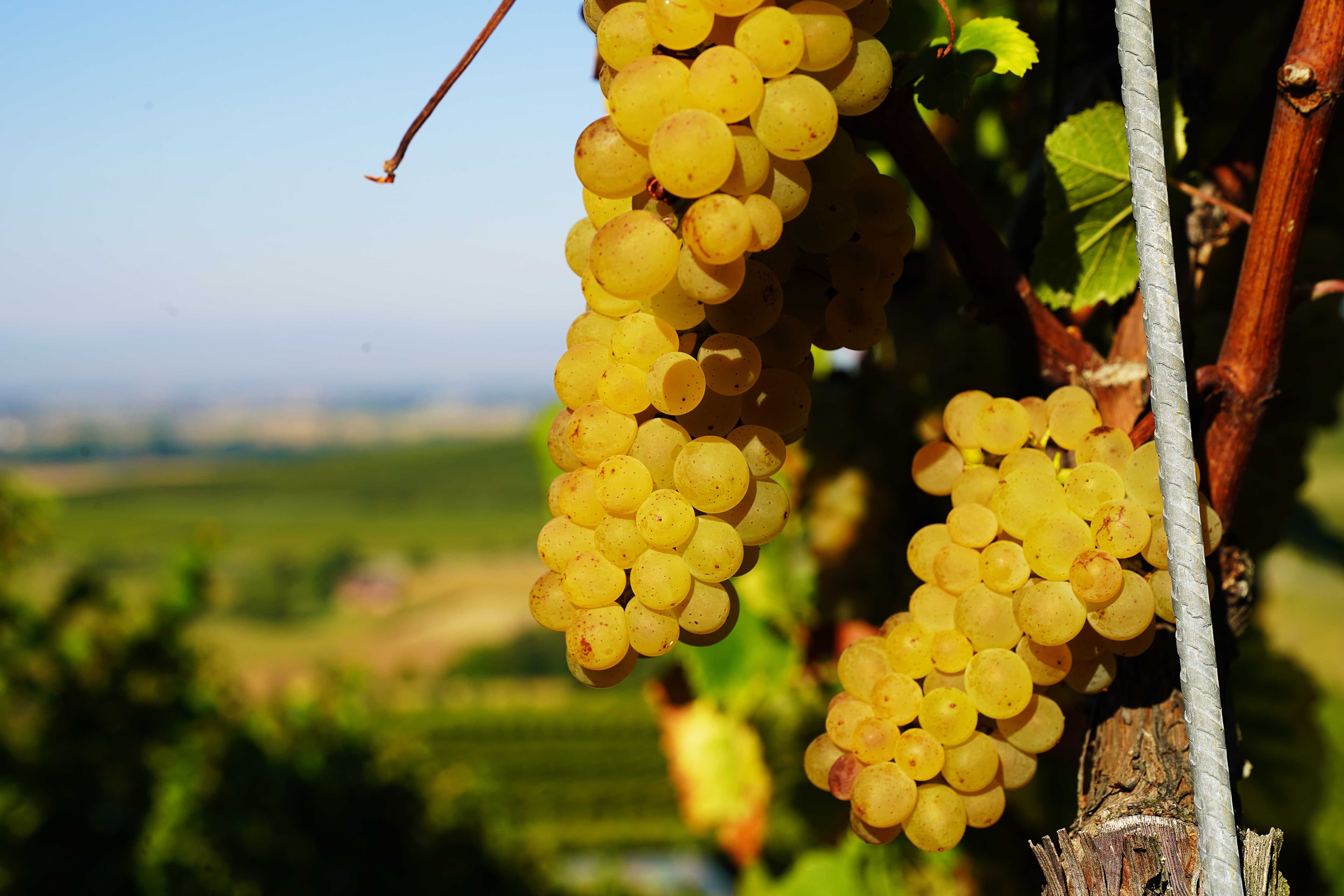 Reben in bester Lage beim Weingut Scherer & Zimmer