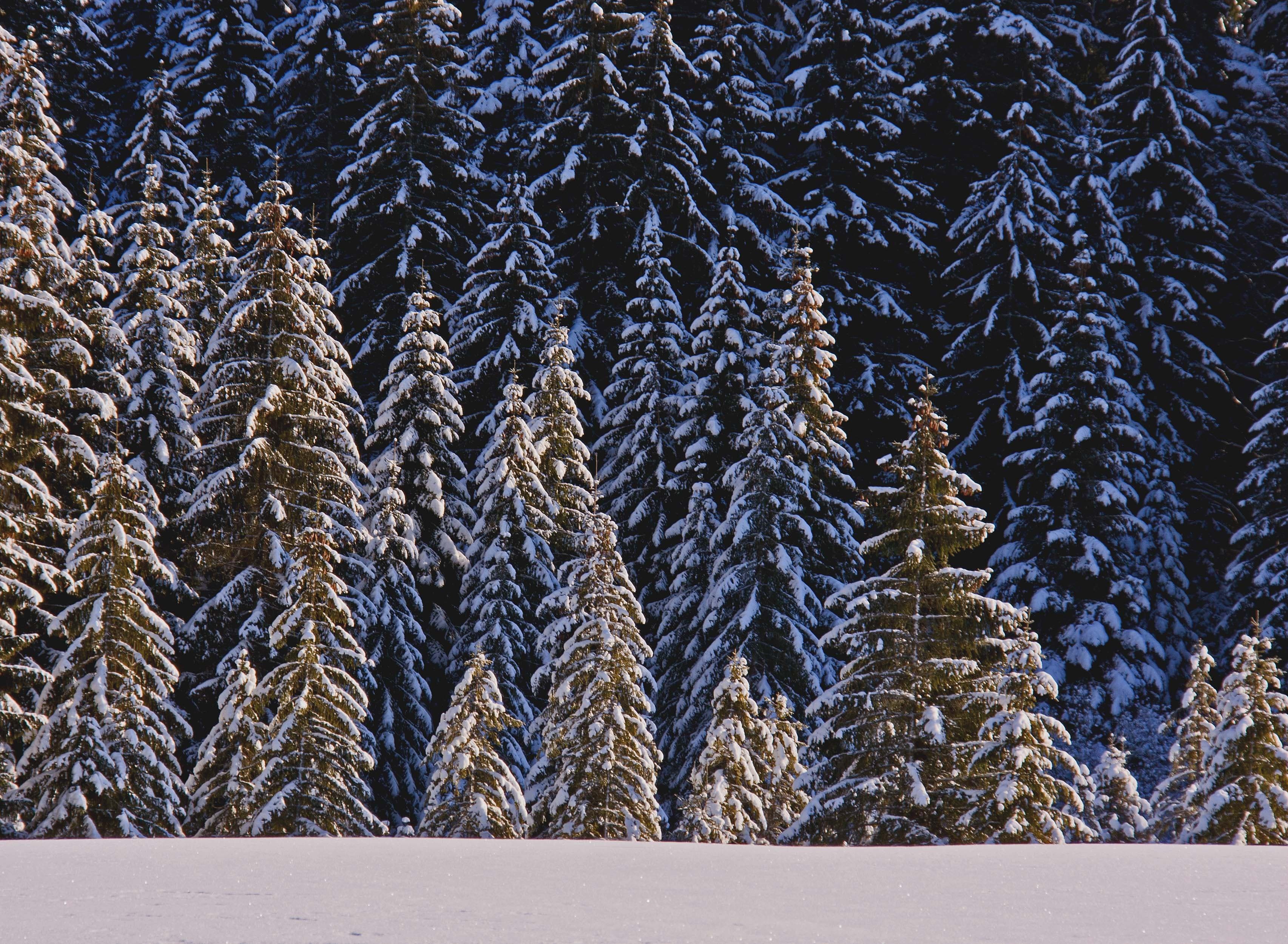 Verscheinte Tannen umgeben von einer verschneiten Wiese und einem blauem Himmel