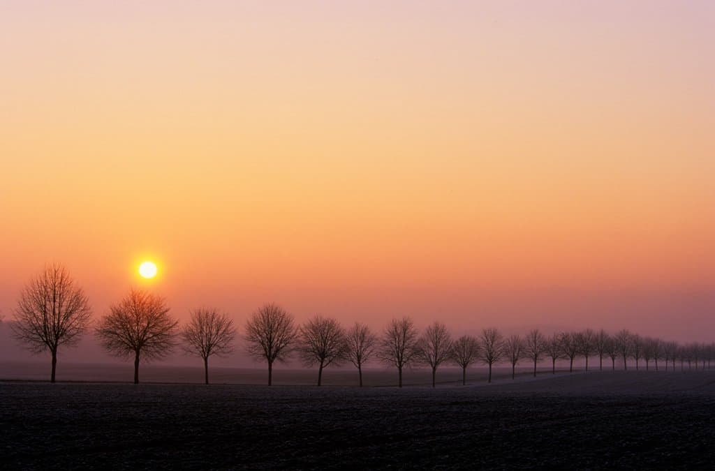 Sunset over a row of trees stretching horizontally across the photo.