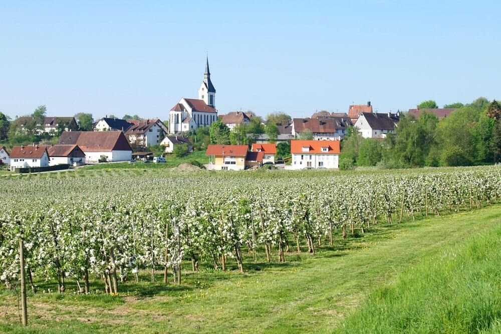Blossoming apple trees in an orchard with village and church in the background.