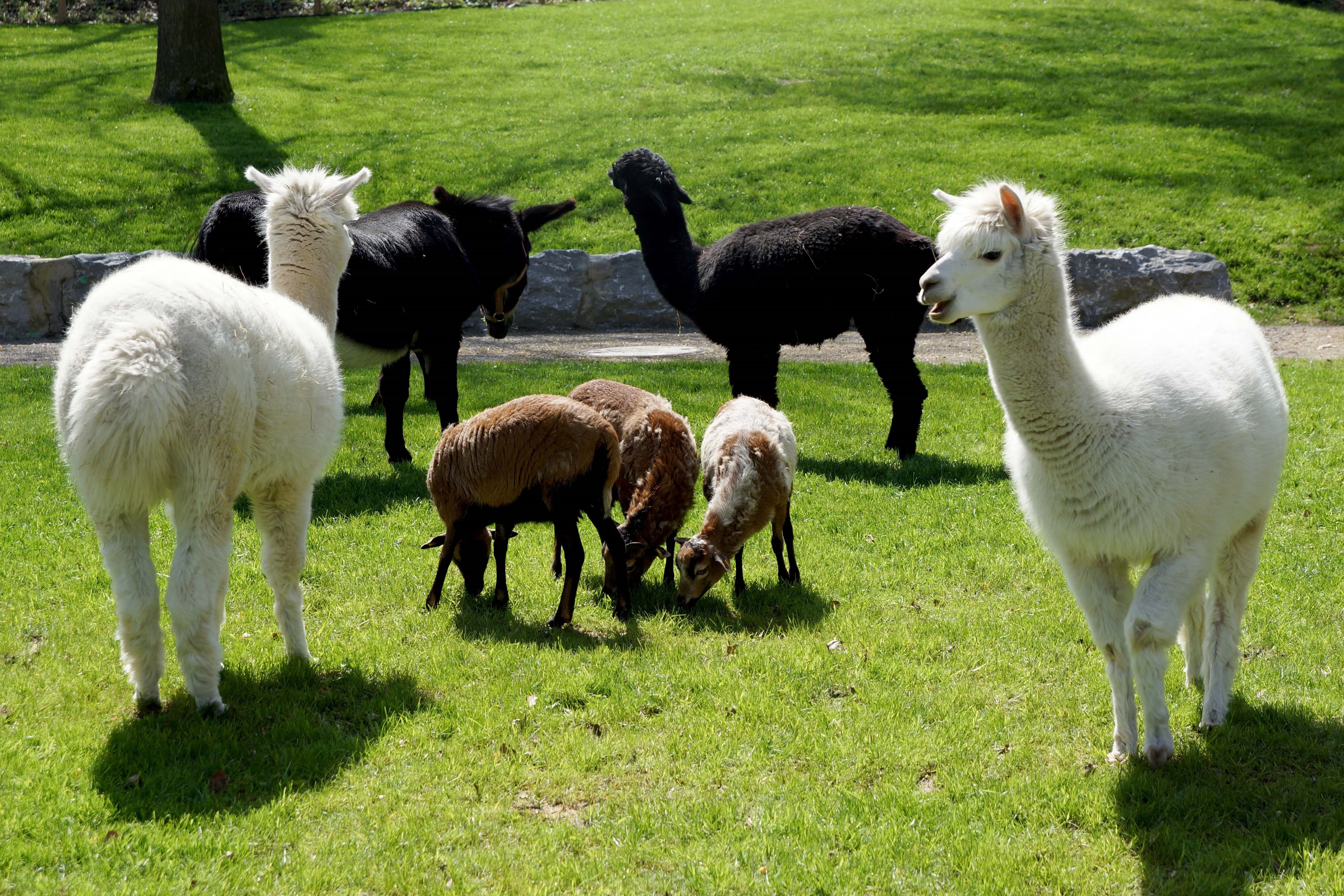 Alpakas und Ziegen auf einer Wiese