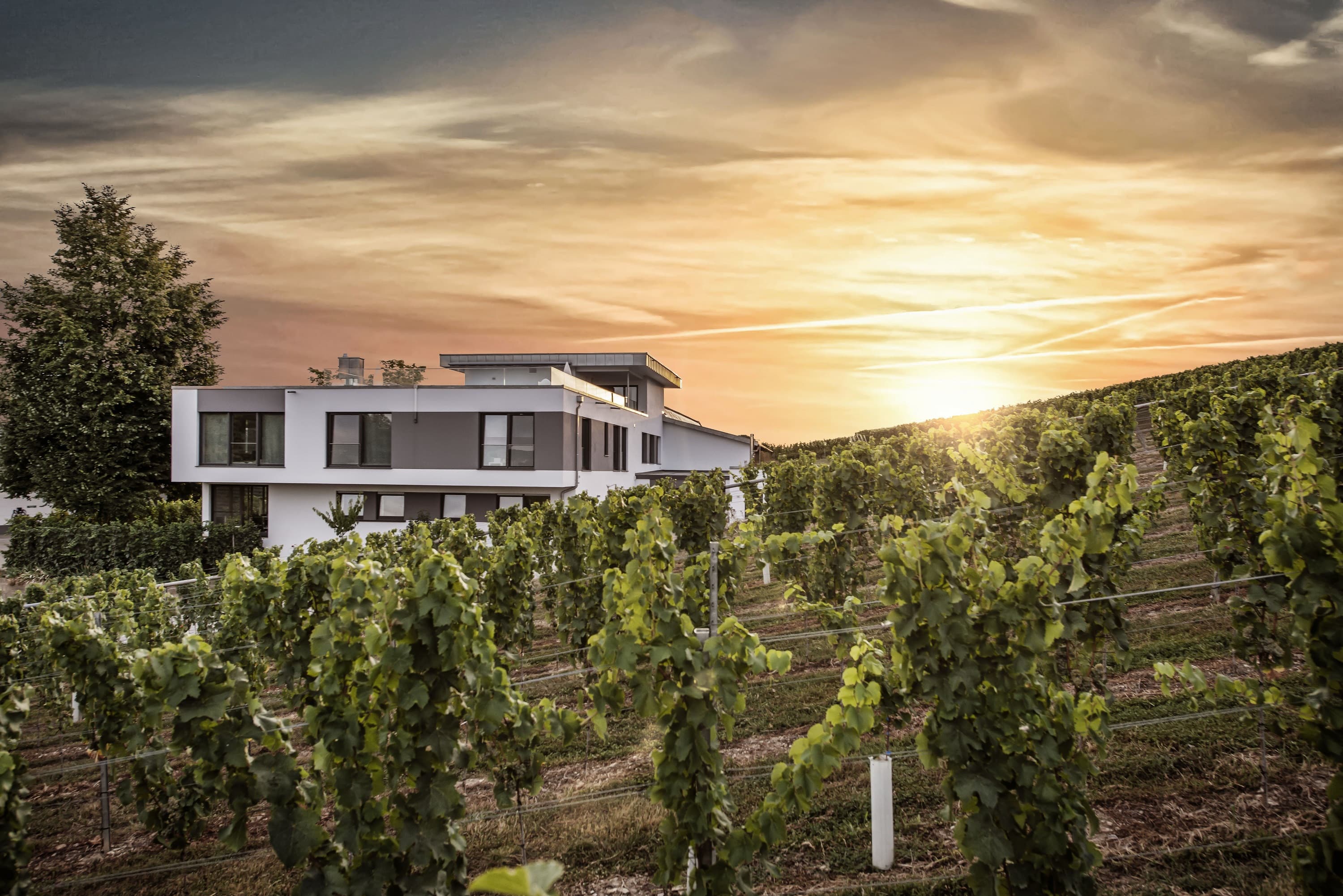 Weingut Eberbach-Schäfer | Lauffen am Neckar | HeilbronnerLand