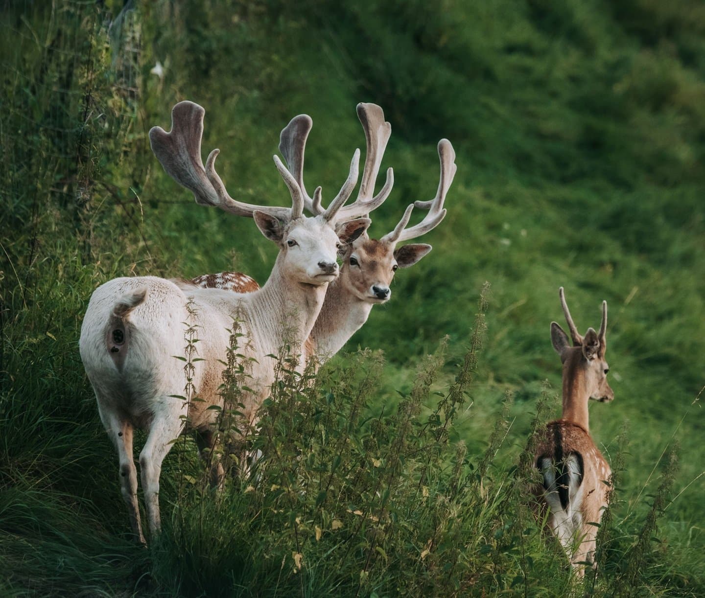 Zwei Damwildhirsche schauen hier, eine Hirschkuh läuft weg