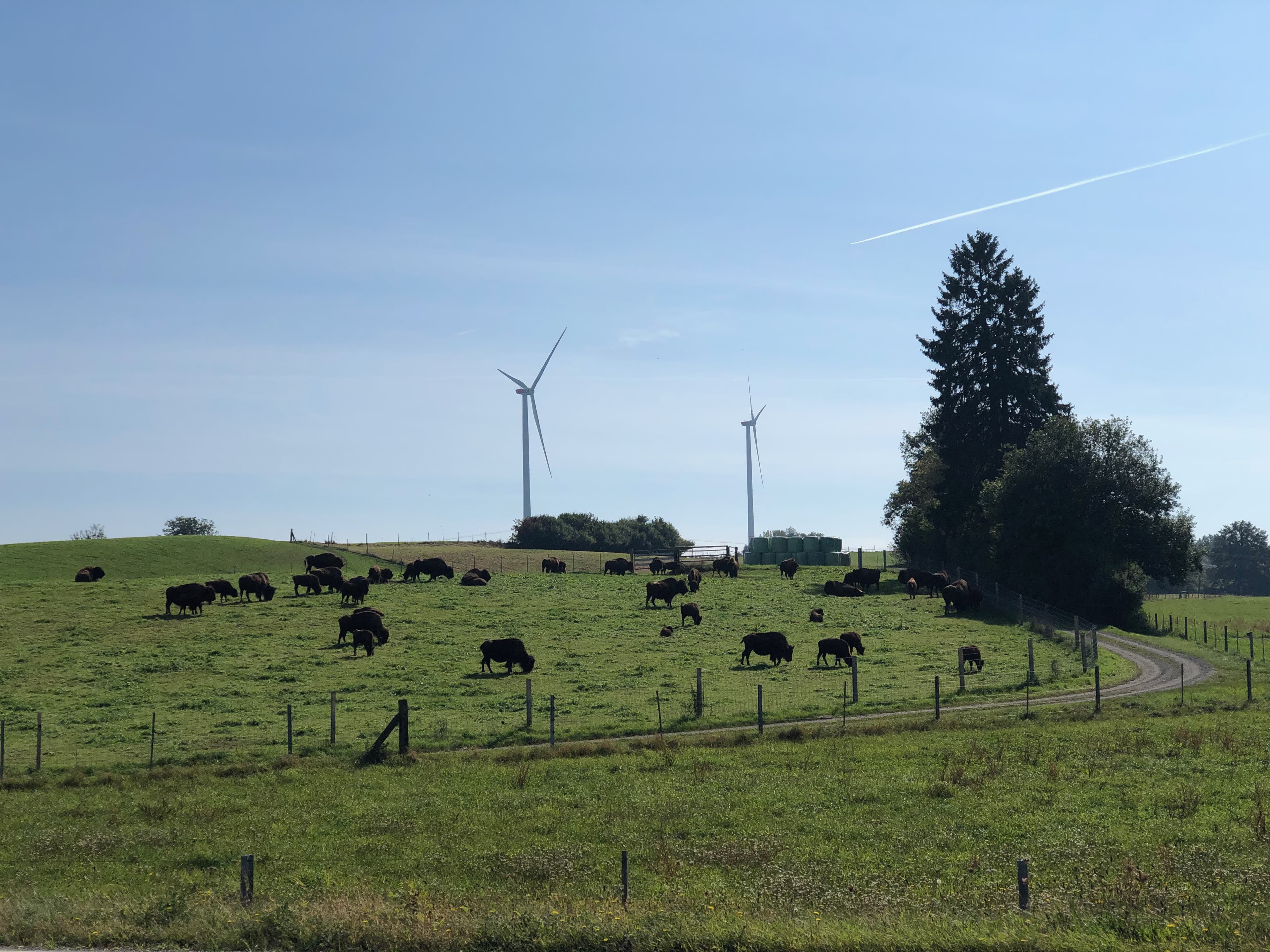 Bisons der Familie Lojdl grasen auf einer Wiese