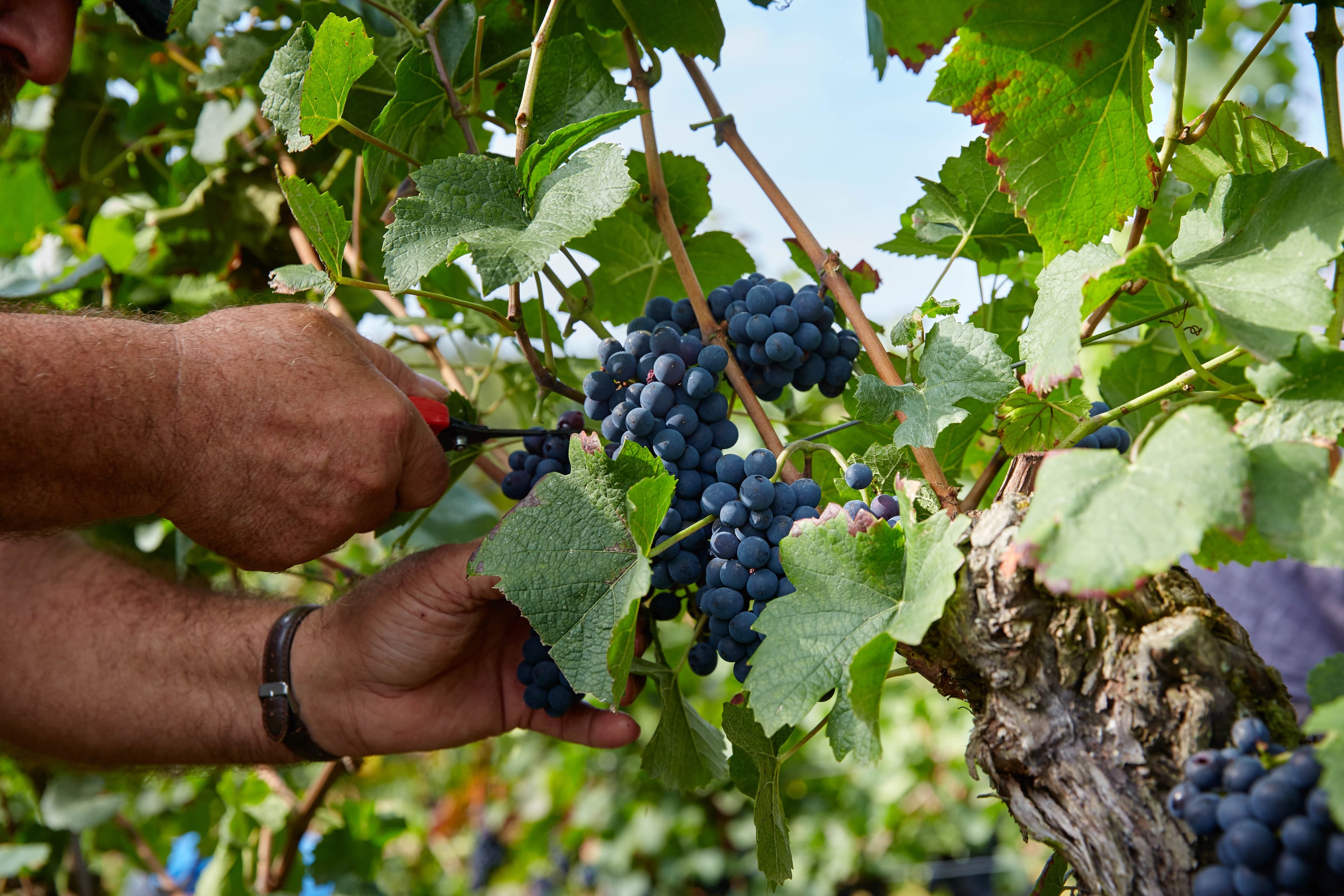 Ein Winzer bei der Traubenlese – Handarbeit im Weinberg für höchste Qualität im Glas.