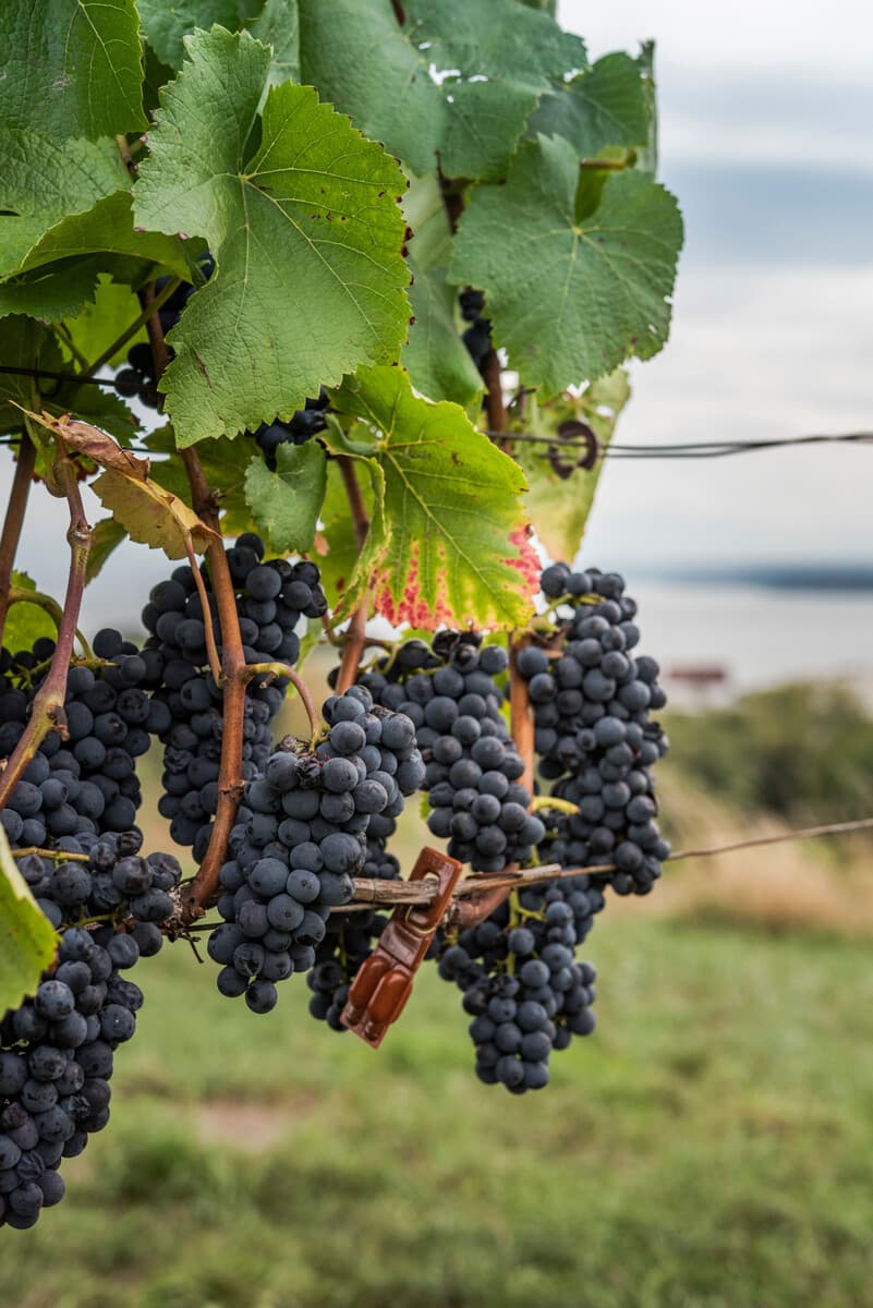 Weintrauben am Weinstock mit Bodensee im Hintergrund