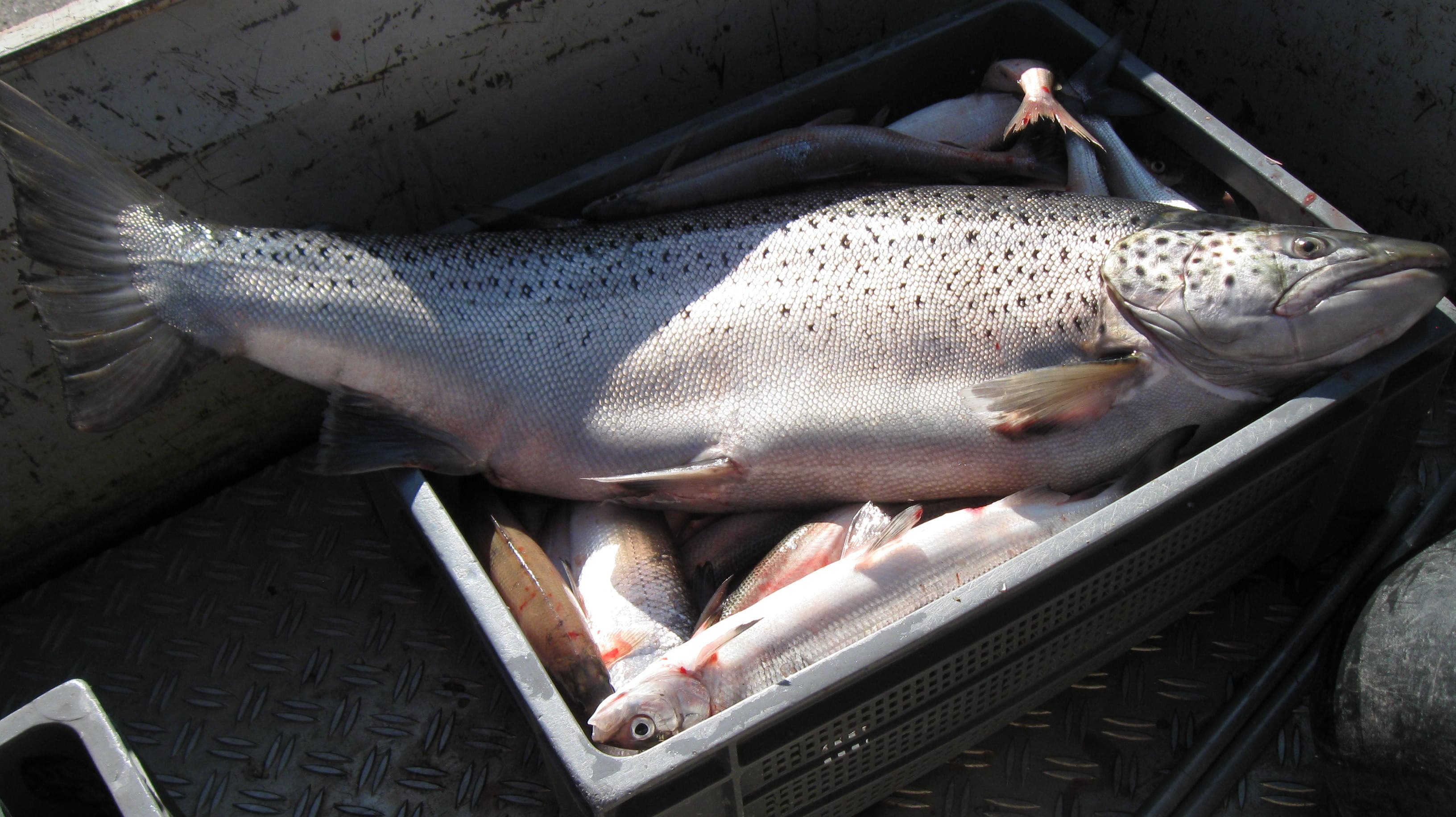 Fangfrische Fische in einer Kiste