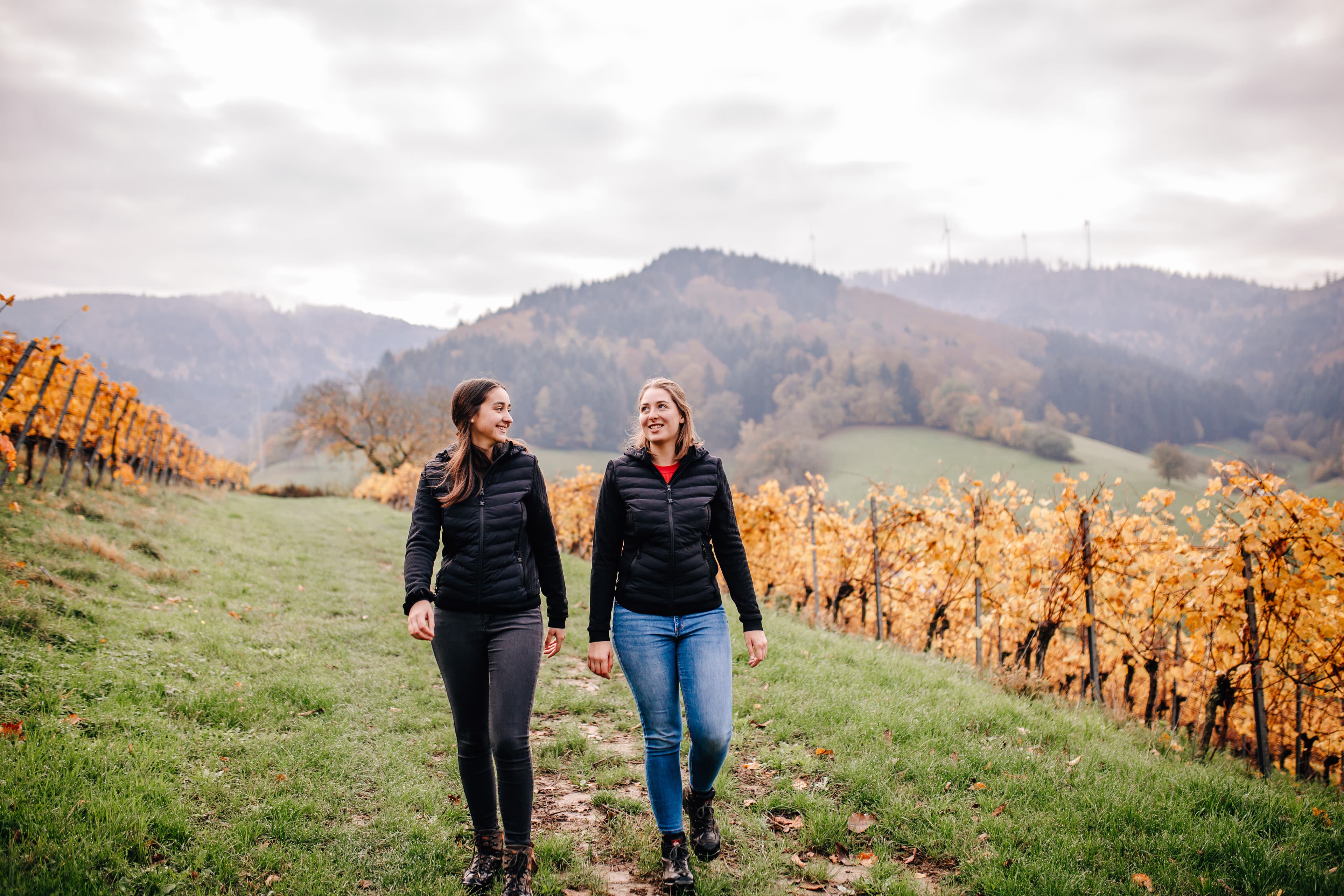 in den Reben, im Hintergrund der Schwarzwald
