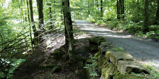 On the right, a forest path leads slightly downhill through the scene. Forest is visible on the left; the trees have lush green leaves.
