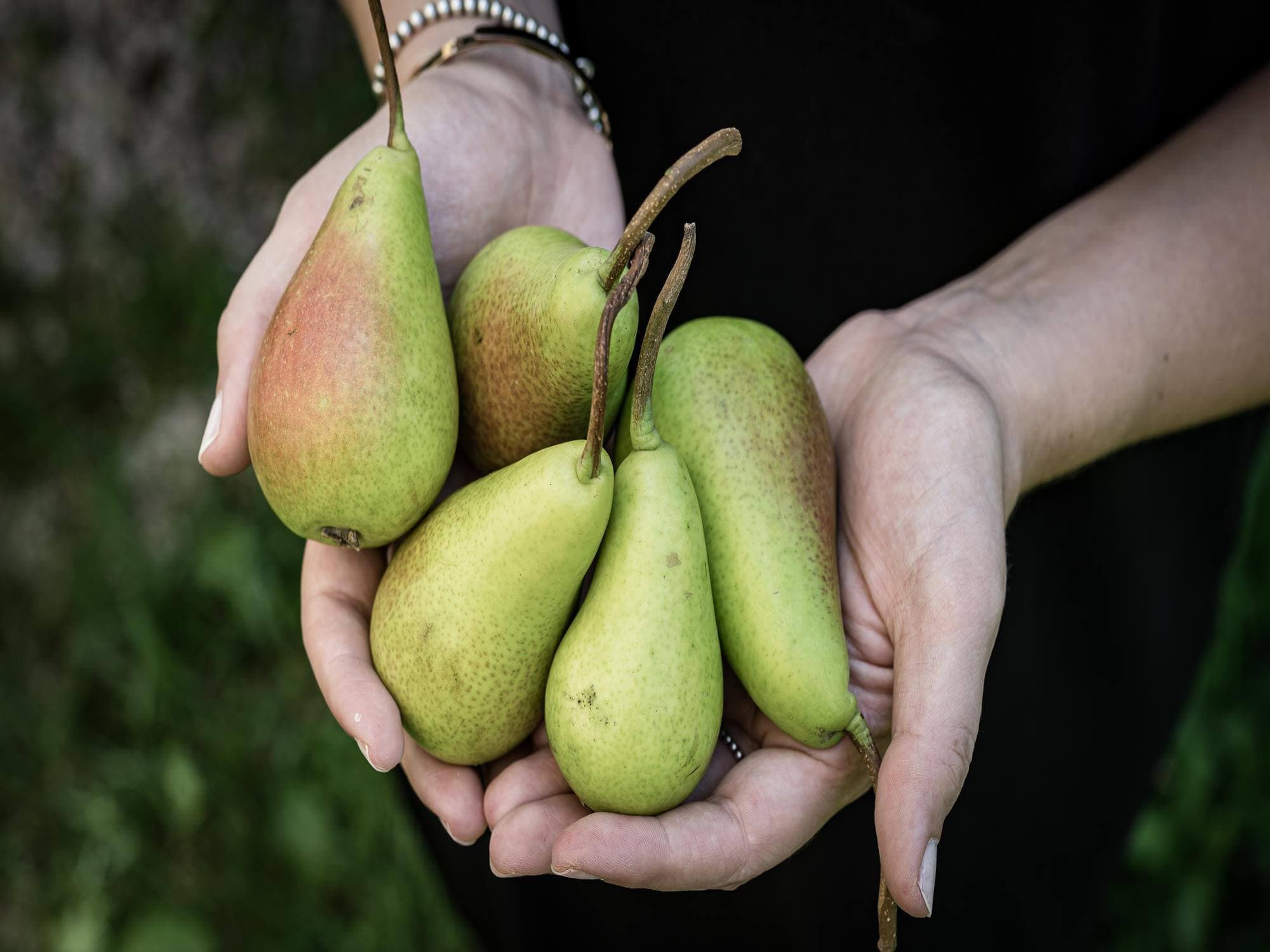 Birnen haltende Hände