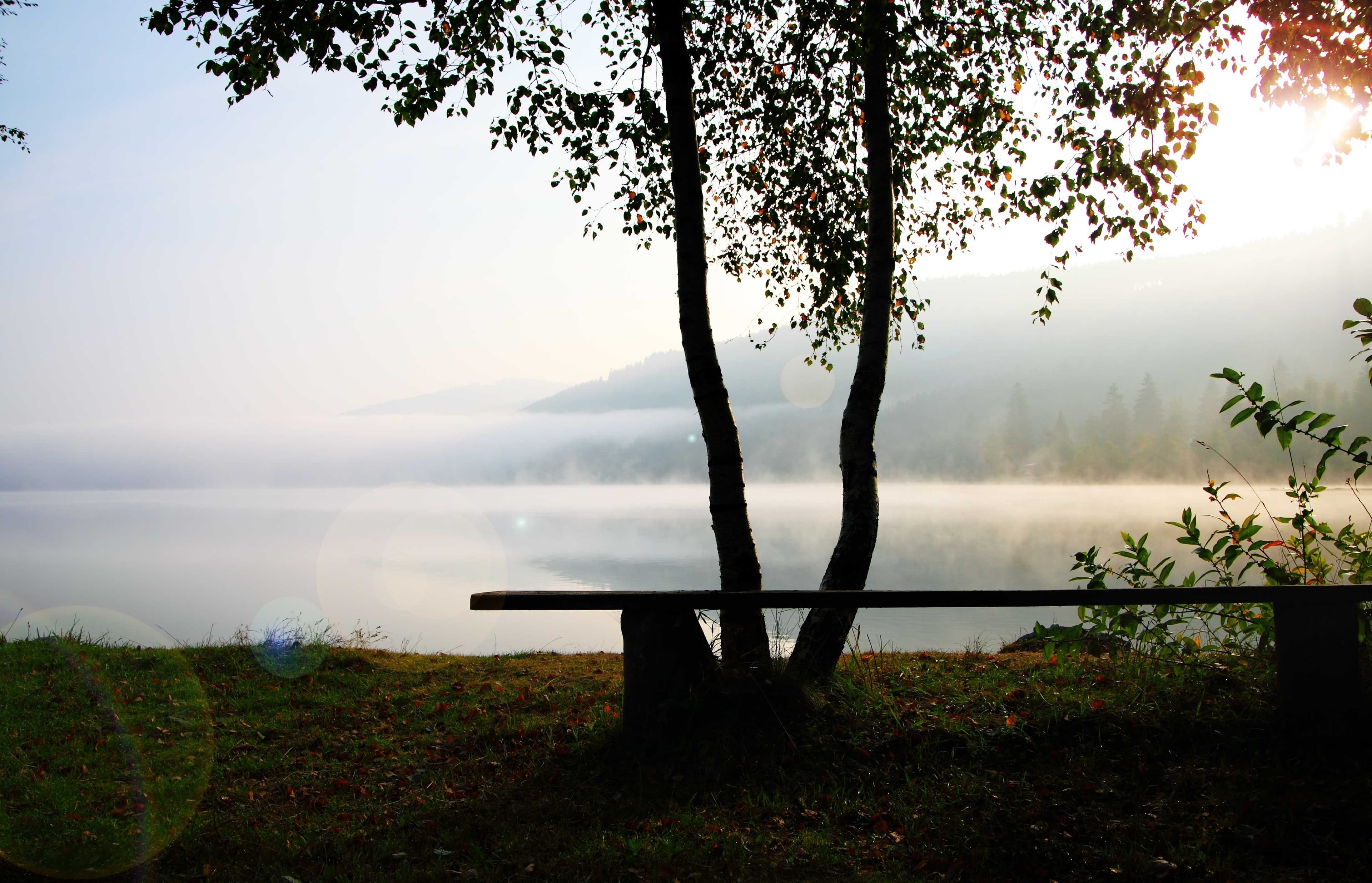There is a bench behind a small tree. From the bench you have a beautiful view of Lake Titisee, on which the morning mist is rising. The fog is illuminated by the sun. Everything seems calm.