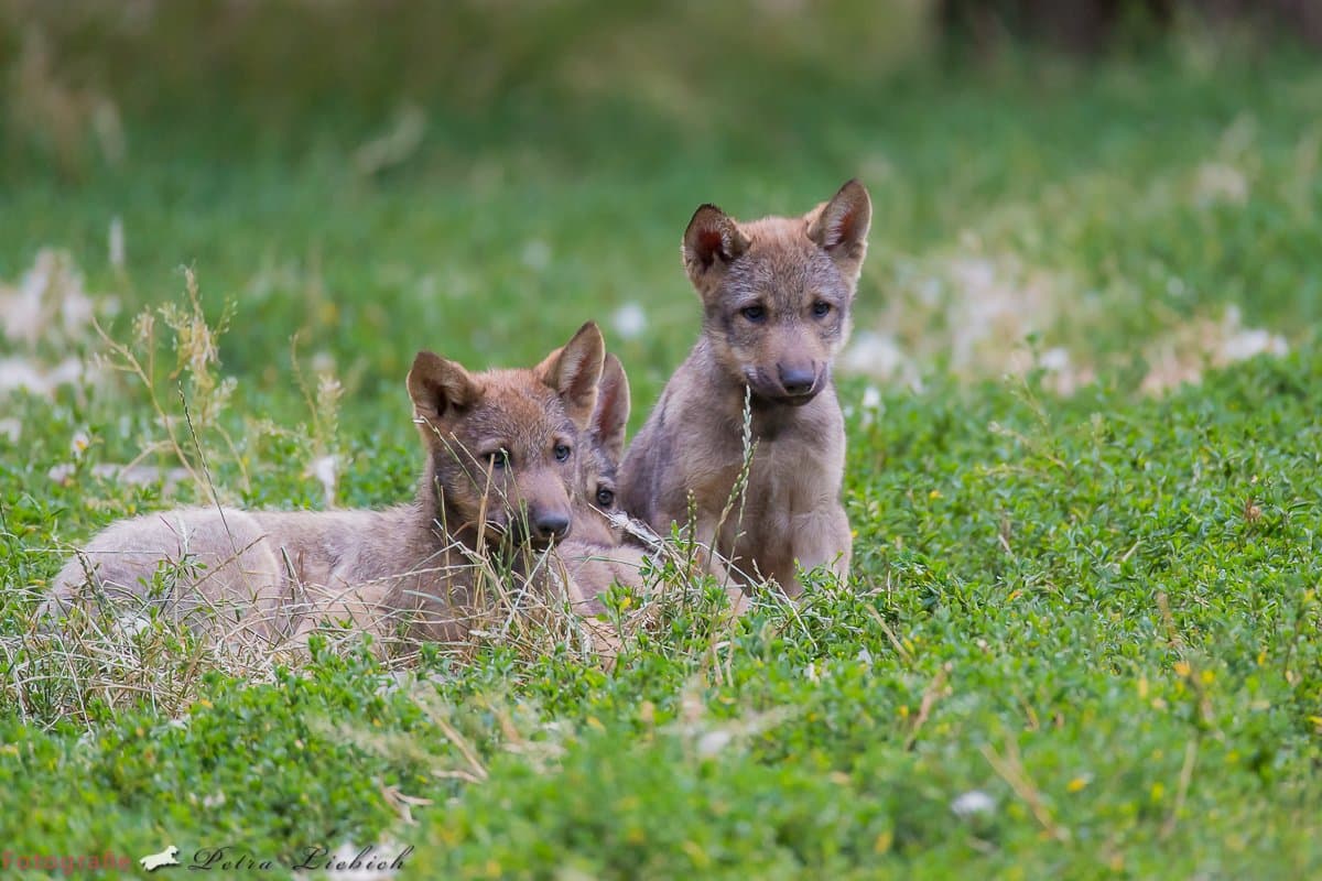 Drei kleine Wolfswelpen sitzen zusammen im Gras.