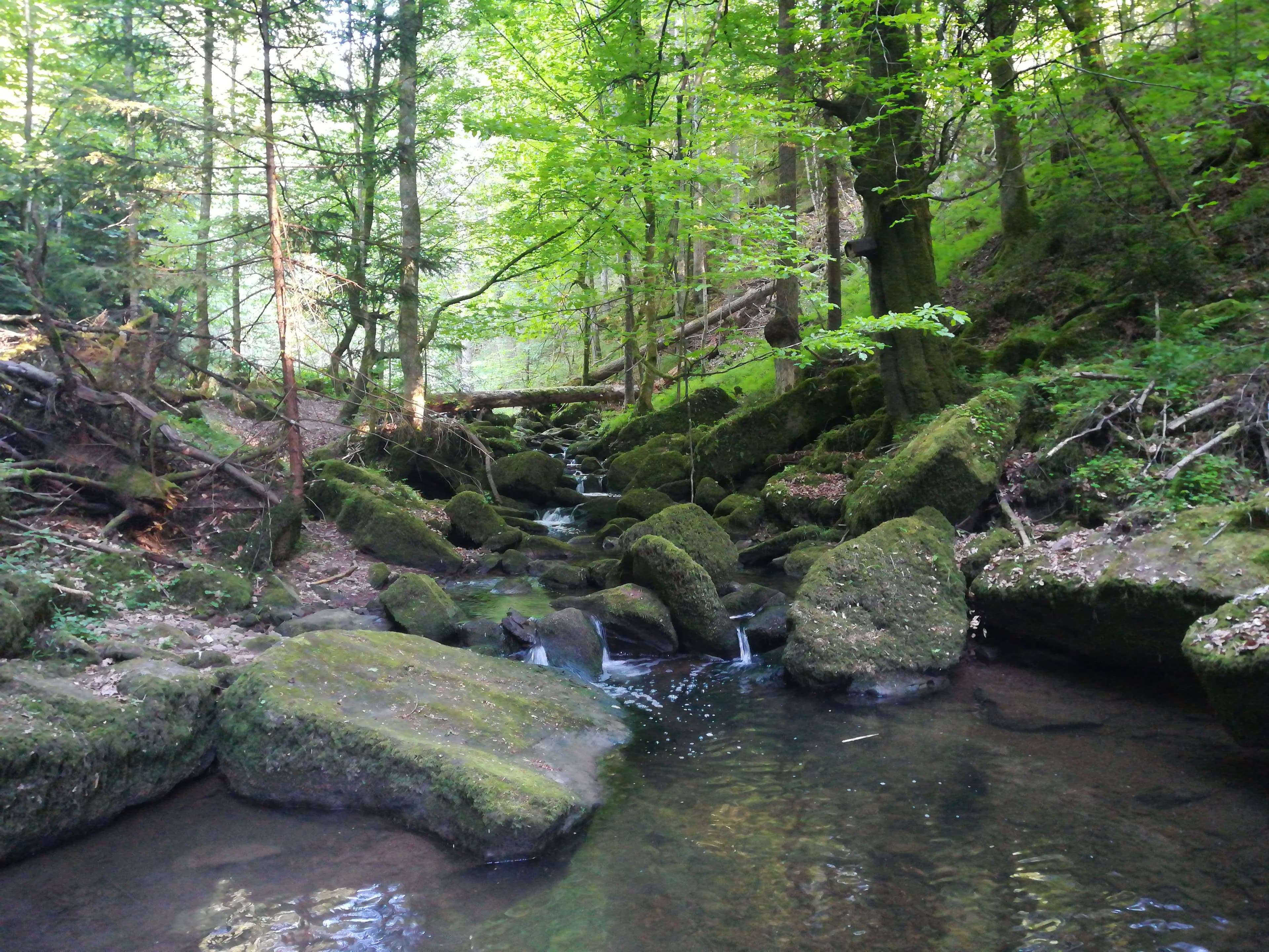Schlucht im Wald mit einem Bach der durch bemooste Steine fliest.
