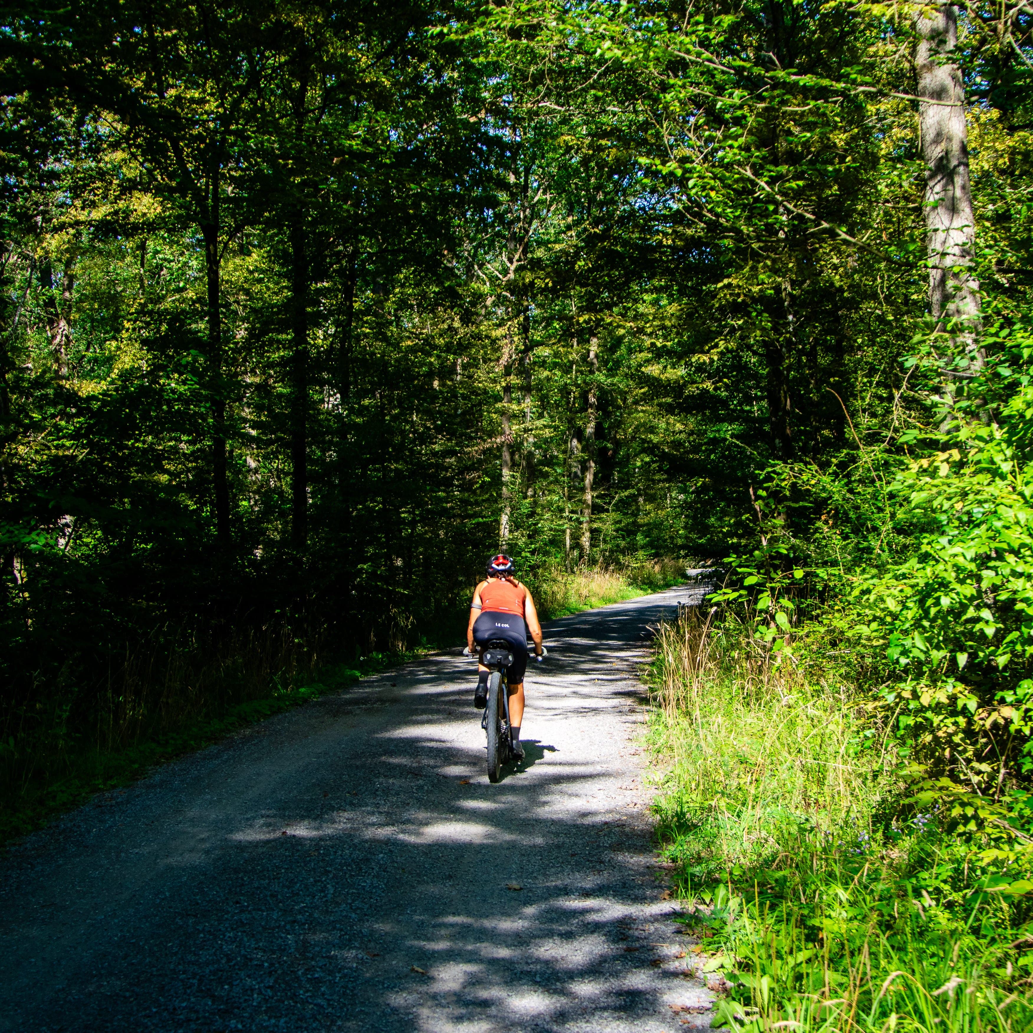 Fahrradweg durch den Wald