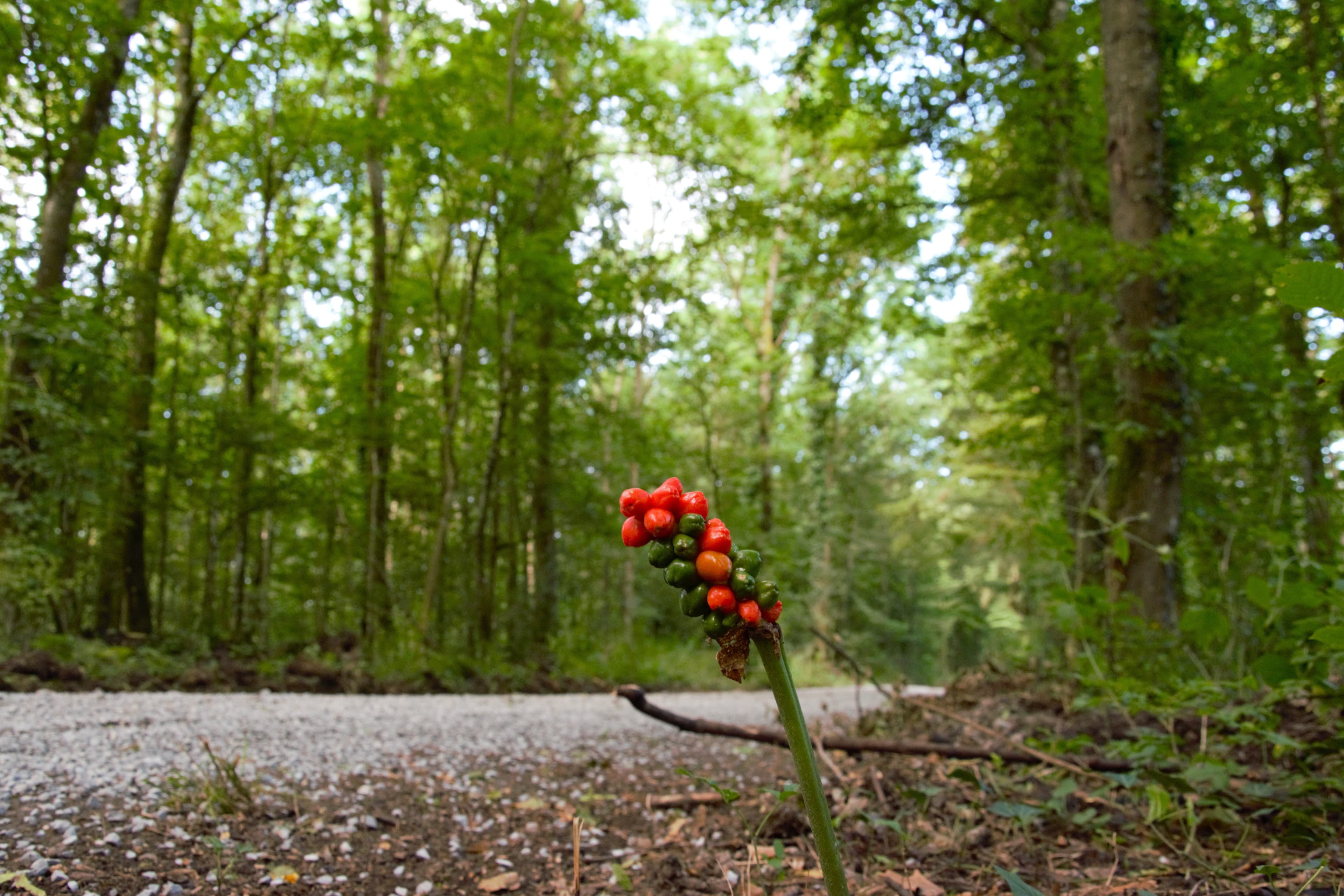 Wald-Wasser-Weg | Neudenau | HeilbronnerLand