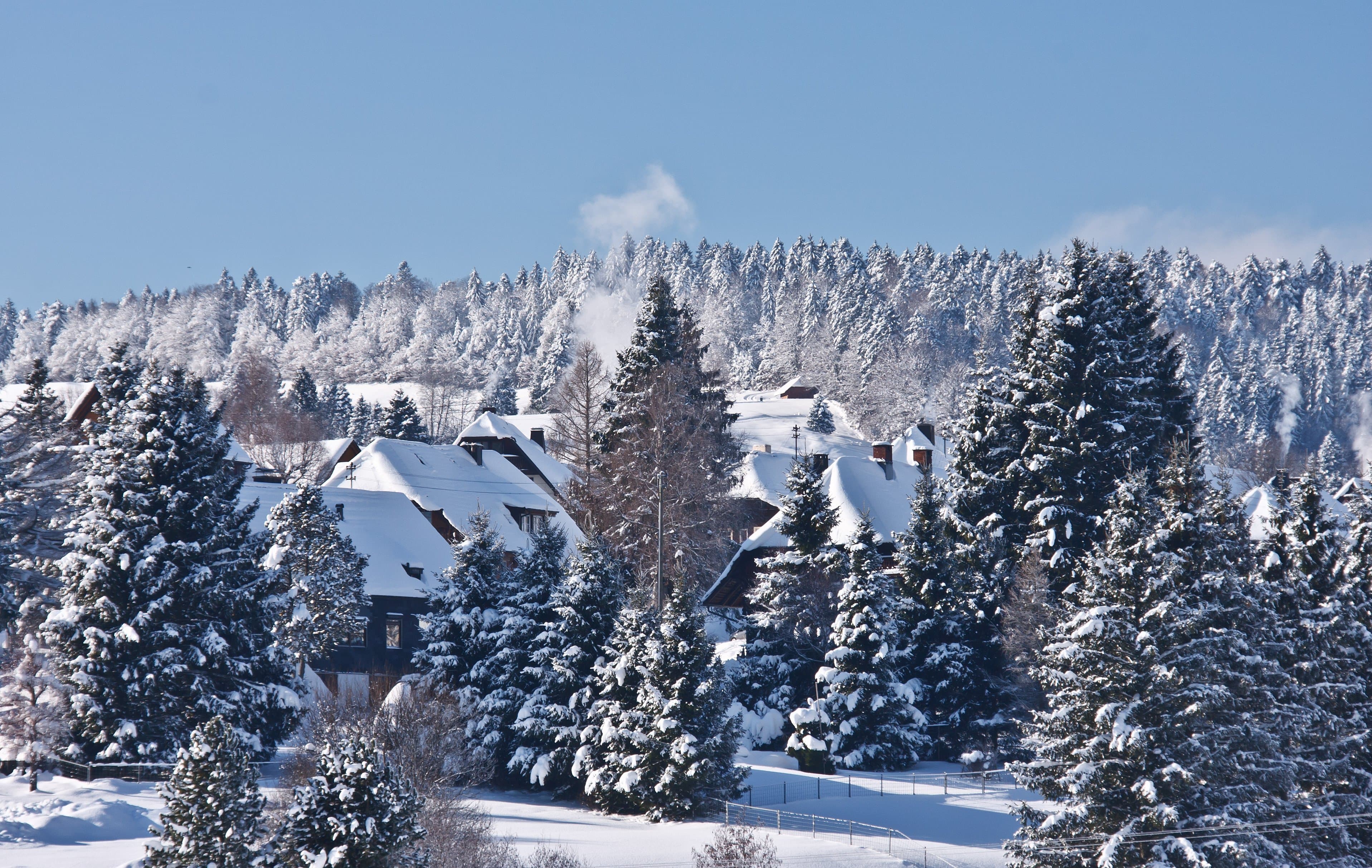 Schwarzwaldhäuser zwischen verschneiten Tannen bei Bernau im Schwarzwald
