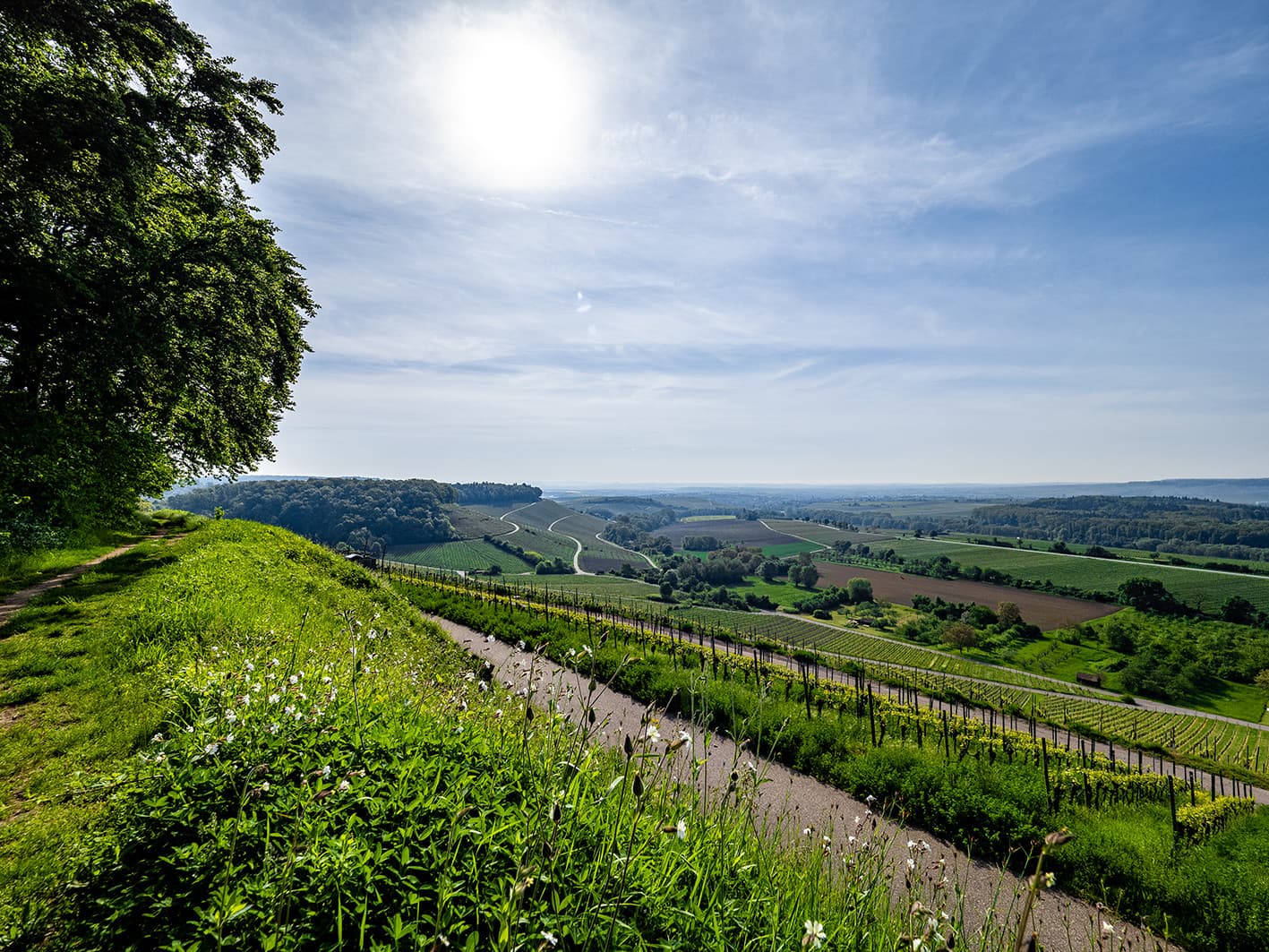 Weiter Blick in sommerliche Naturlandschaft mit grünen Wiesen, Bäumen und Weinberge. Strahlend blauer Himmel.