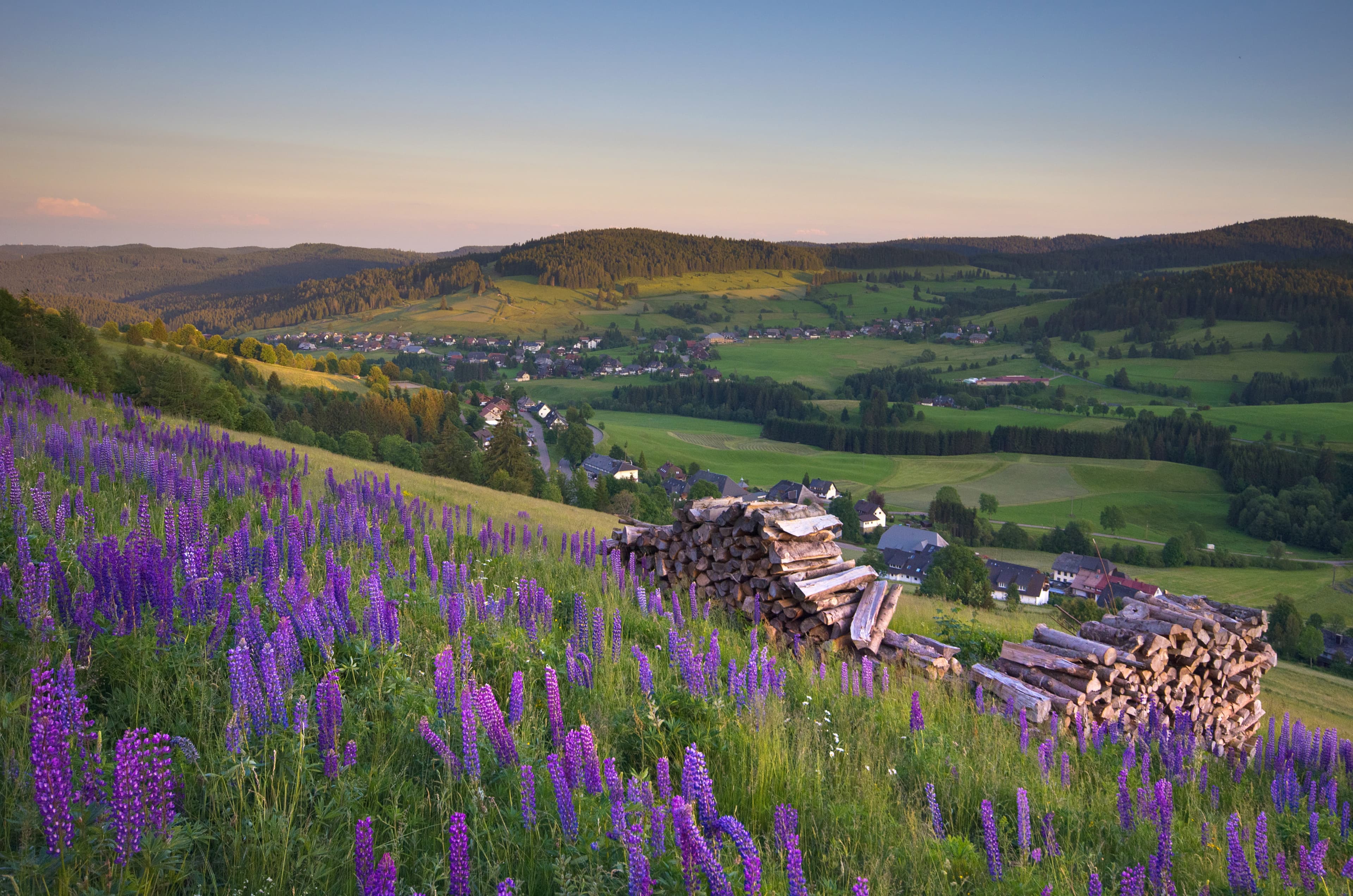 Lila Blumen an einem Hang mit Ausblick auf das Hochtal und Abendhimmel