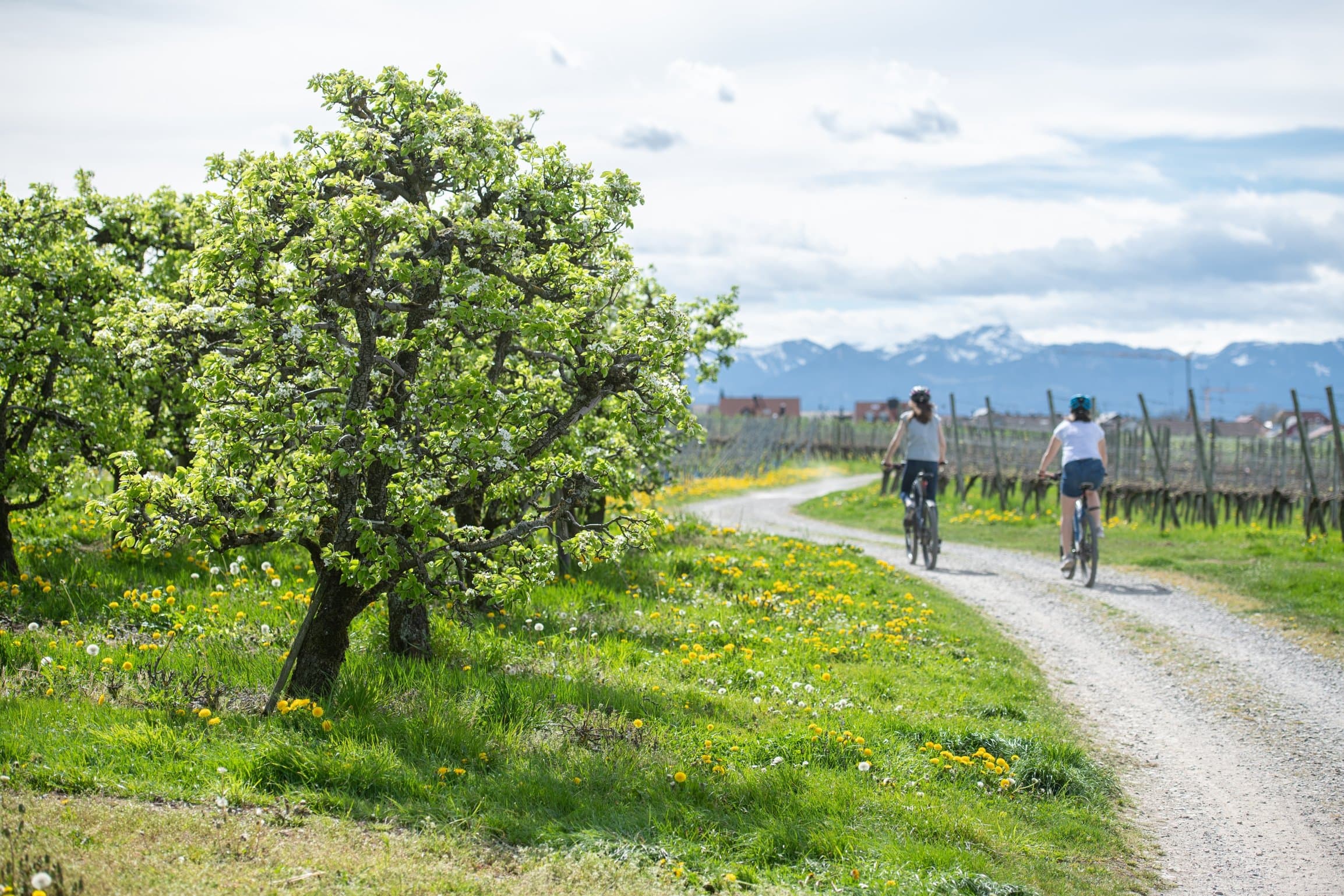 zwei Radfahrer auf Schotterweg  inmitten von Obstbäumen