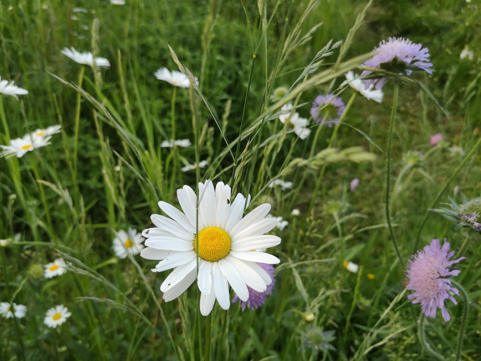 Blumenwiese