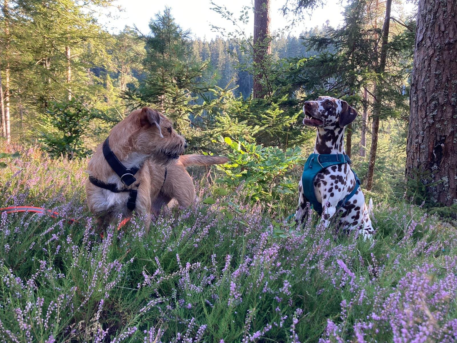 Dalmatiner und Terrier sitzend auf einer Waldlichtung im Heidekraut.