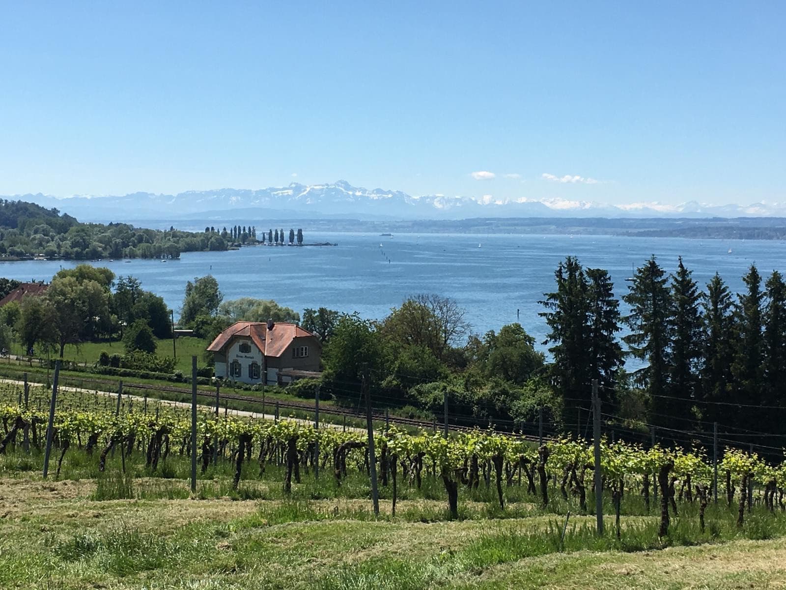 Ausblick auf Weinreben, den Bodensee und die Schweizer Berggipfel