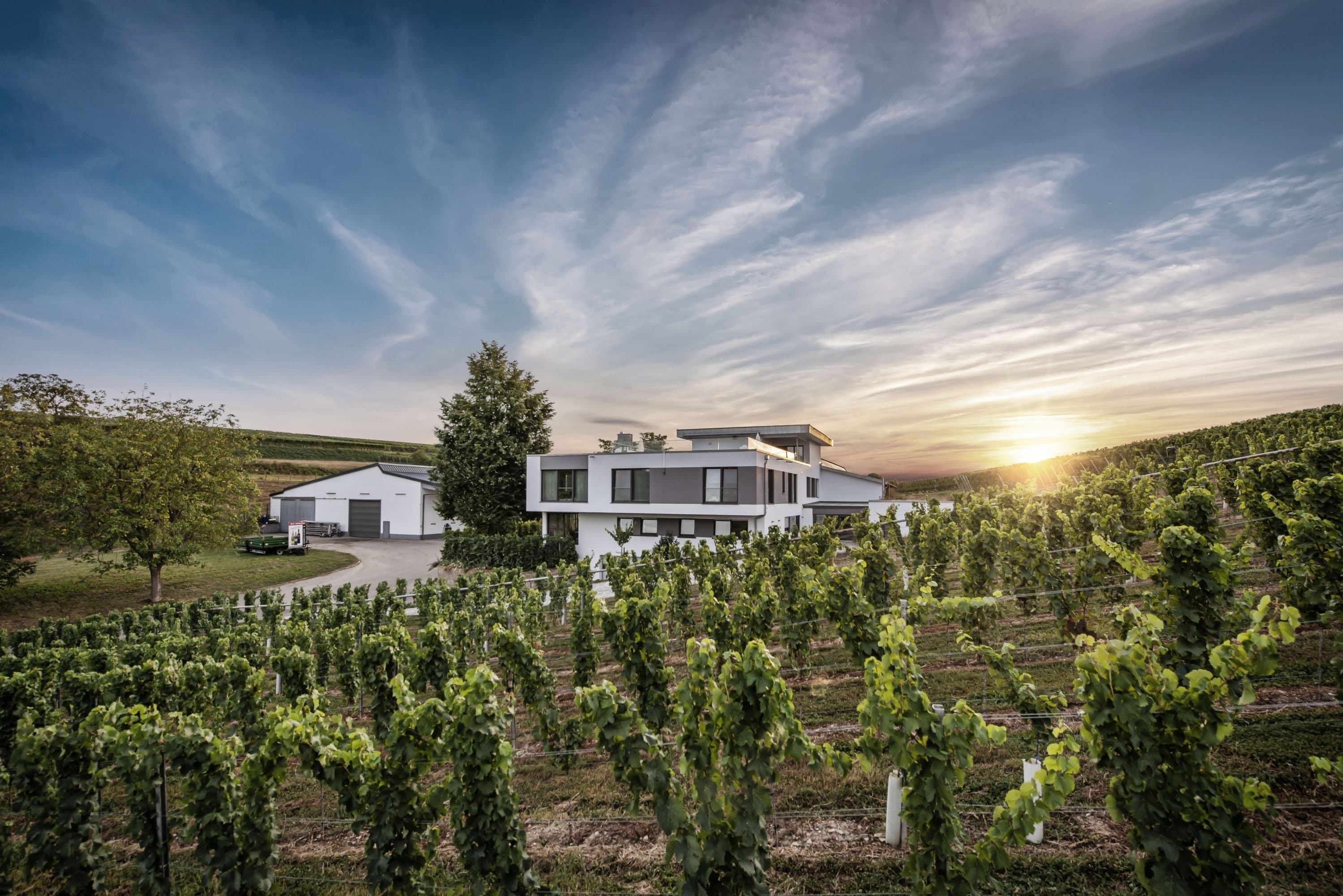 Blick auf die Weinberge und das Gebäude des Weinguts Eberbach-Schäfer bei Sonnenuntergang