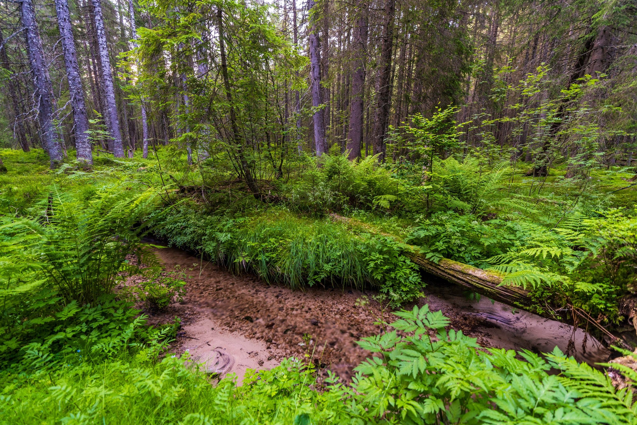 A stream surrounded by green plants and bushes