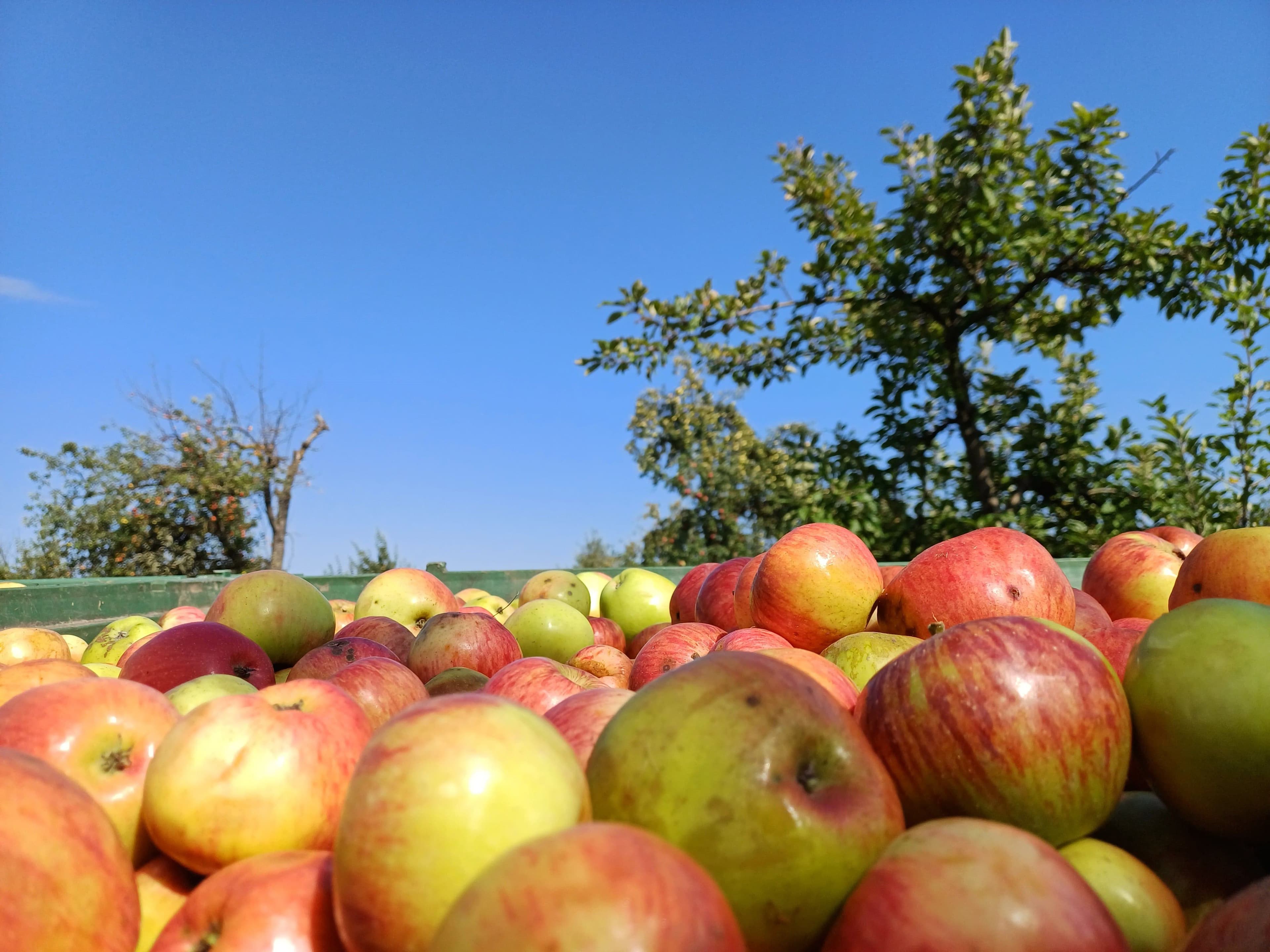 Geerntete Äpfel im Korb auf einer Streuobstwiese