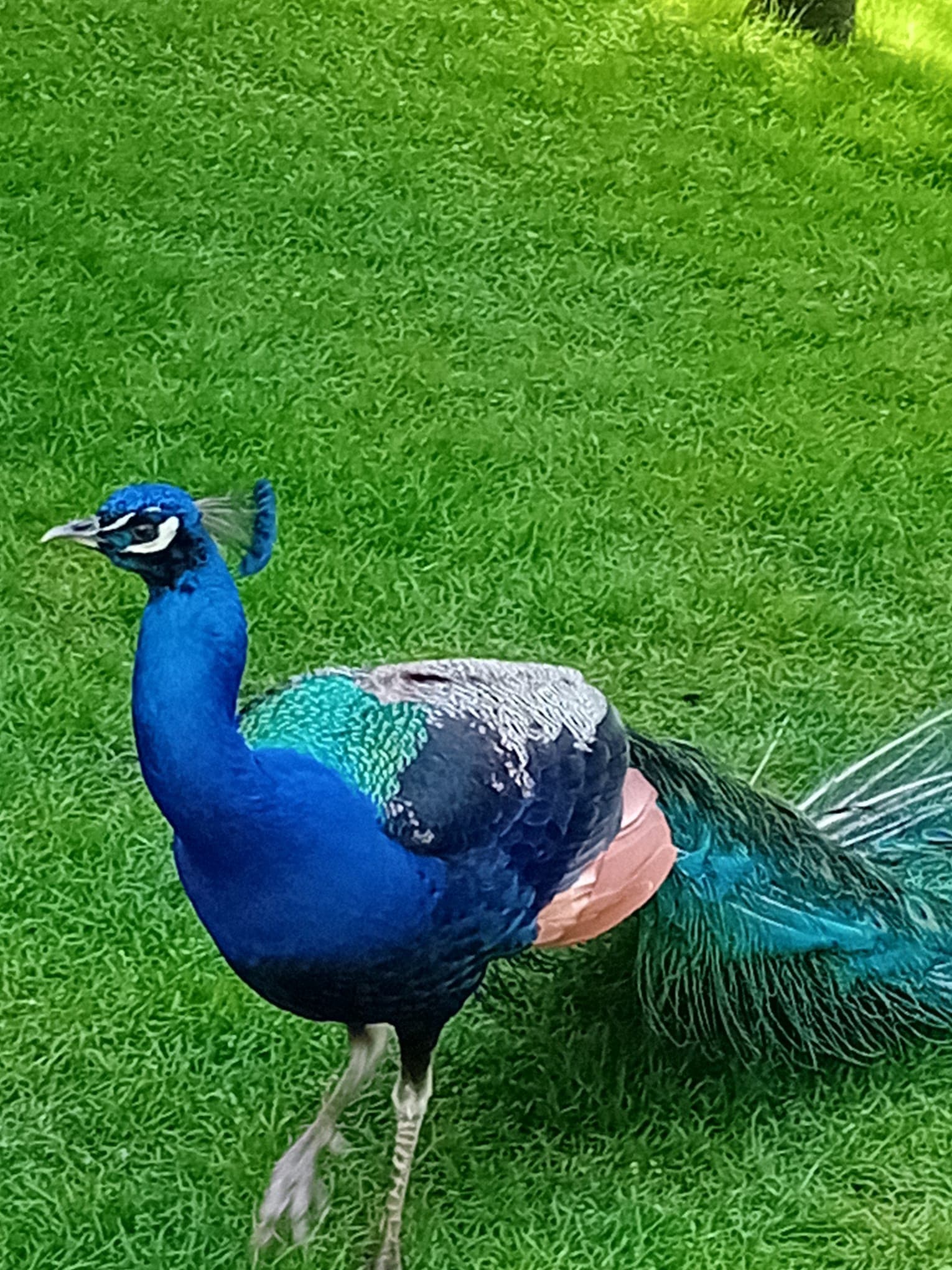 Peacock struts across the lawn