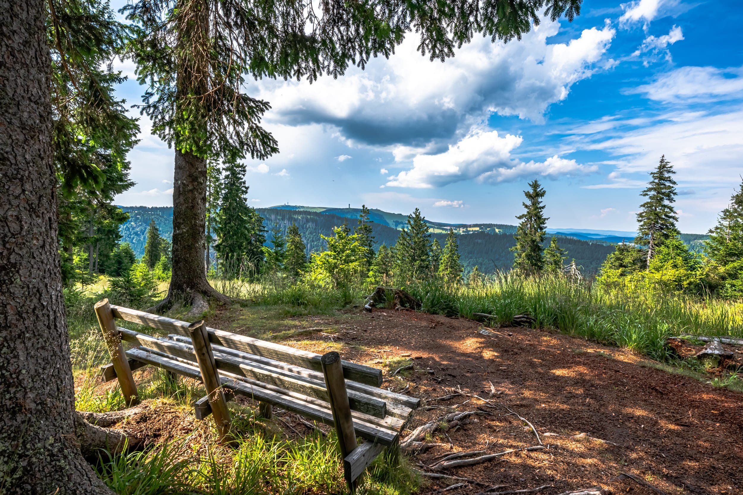 A view through the green fir trees towards the summit of the Felberg
