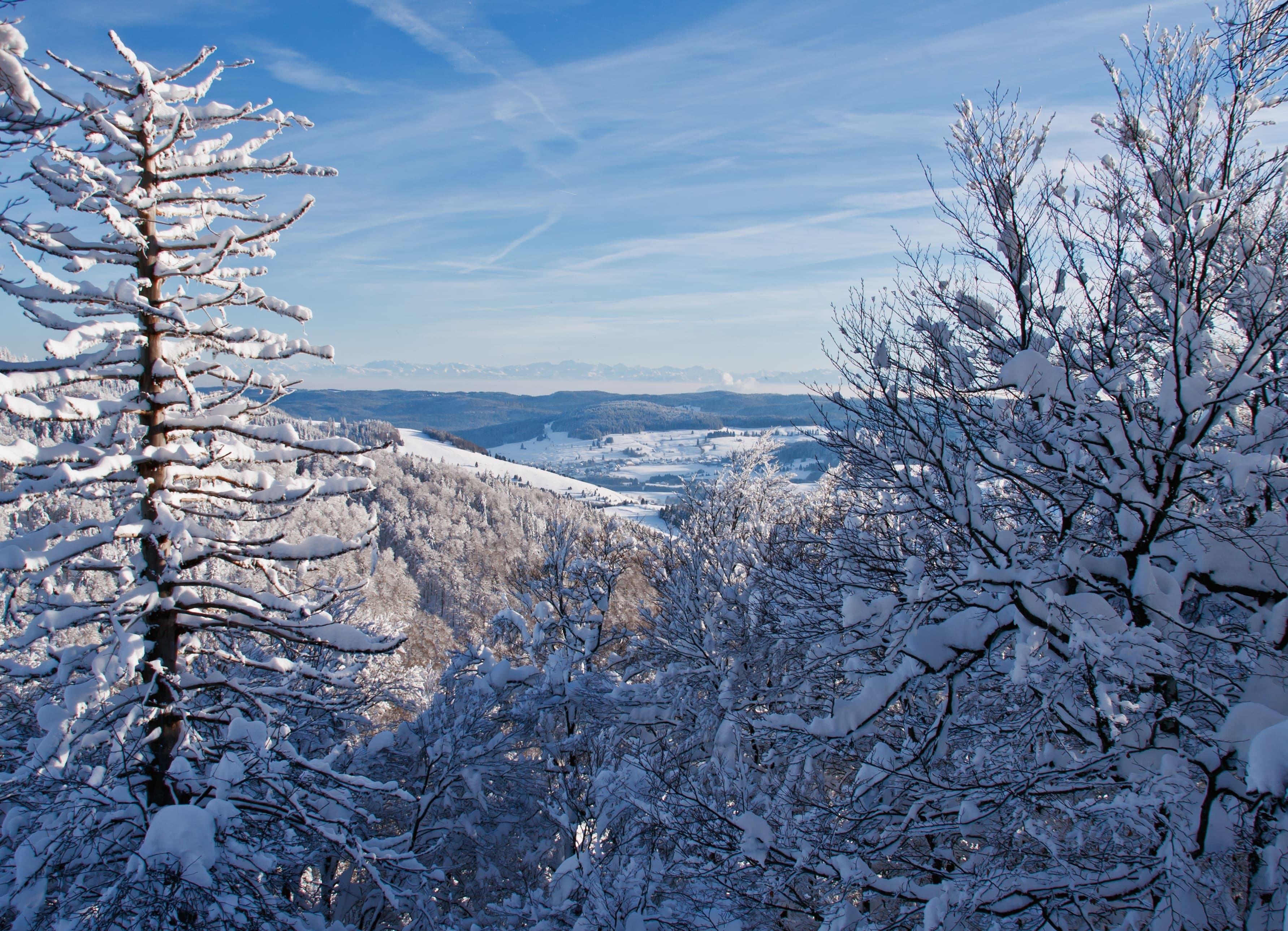 Blick durch die verschneiten Bäume einer Waldschneise auf das weite offene Bernauer Hochtal