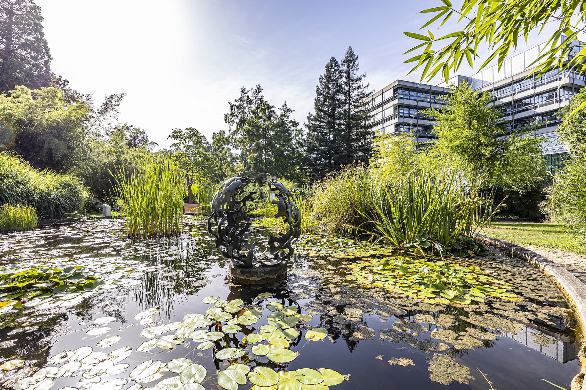 Teich im Botanischen Garten  mit der Sonne im Hintergrund