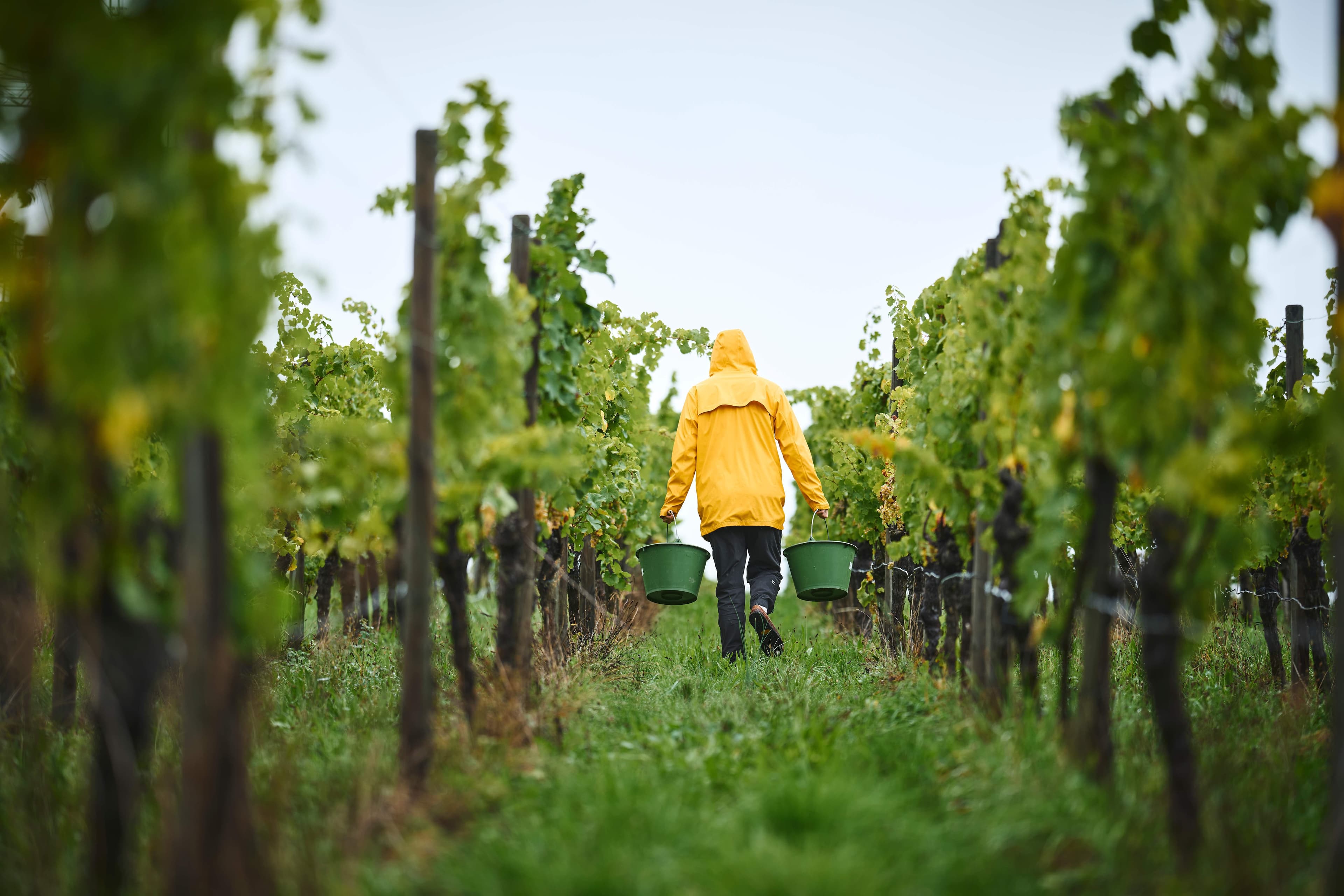 Ein Mensch in gelber Regenjacke bei der Weinlese – mit Eimern unterwegs durch grüne Reben.
