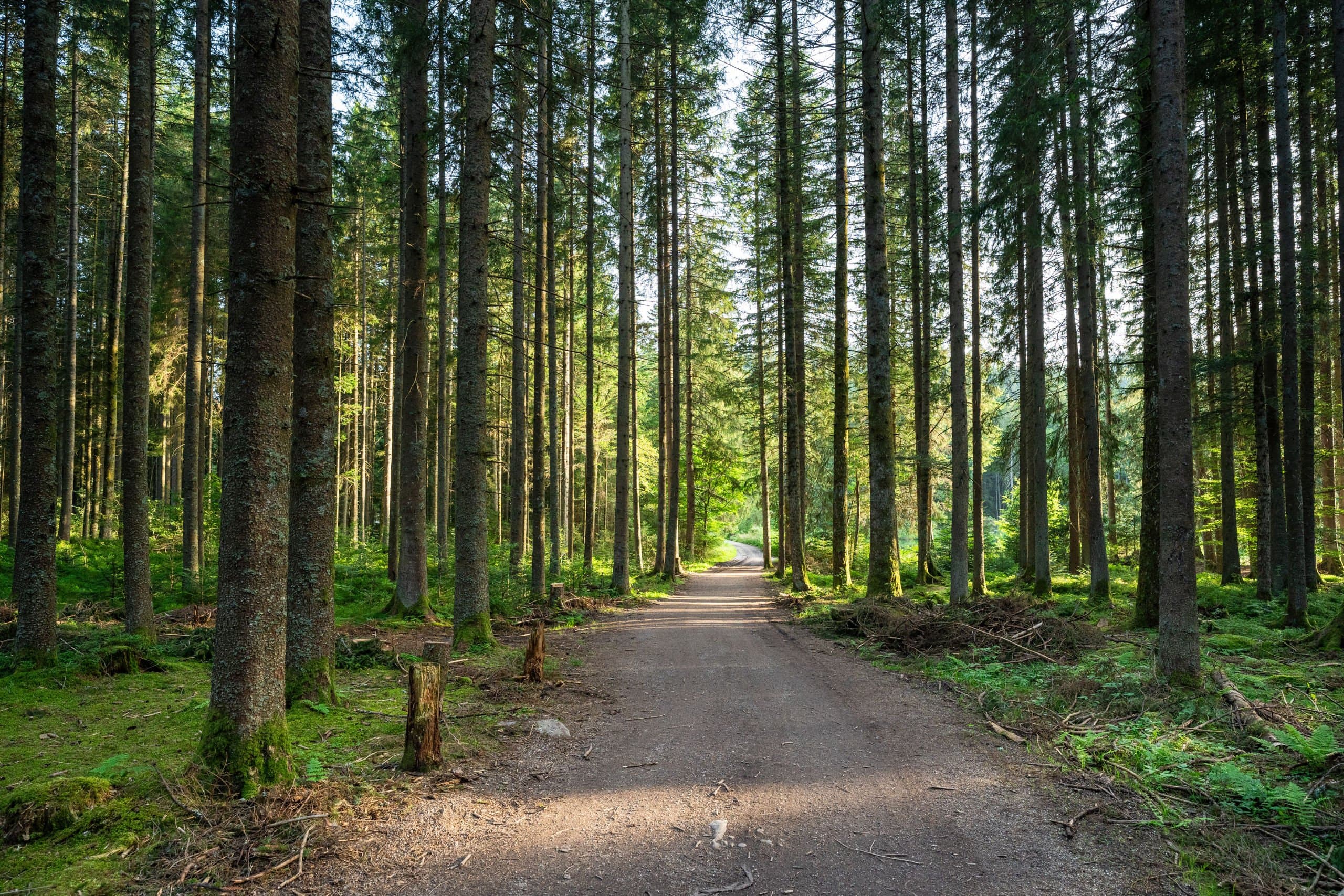 Wanderweg im Wald
