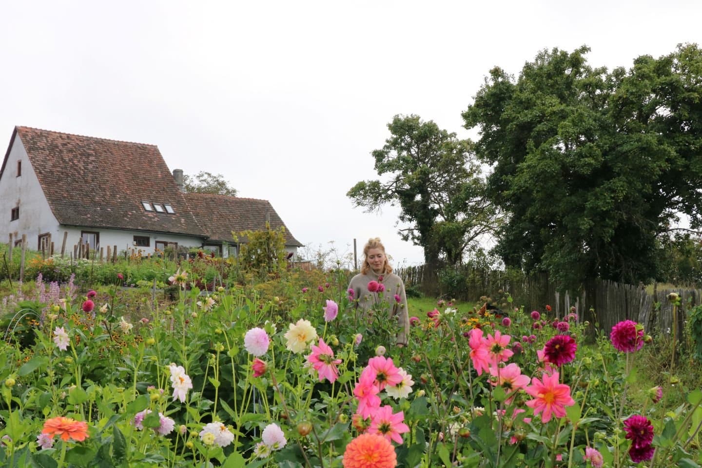 A person is standing in a lush flower bed filled with various flowers, in front of a house with a sloping roof and a large tree.