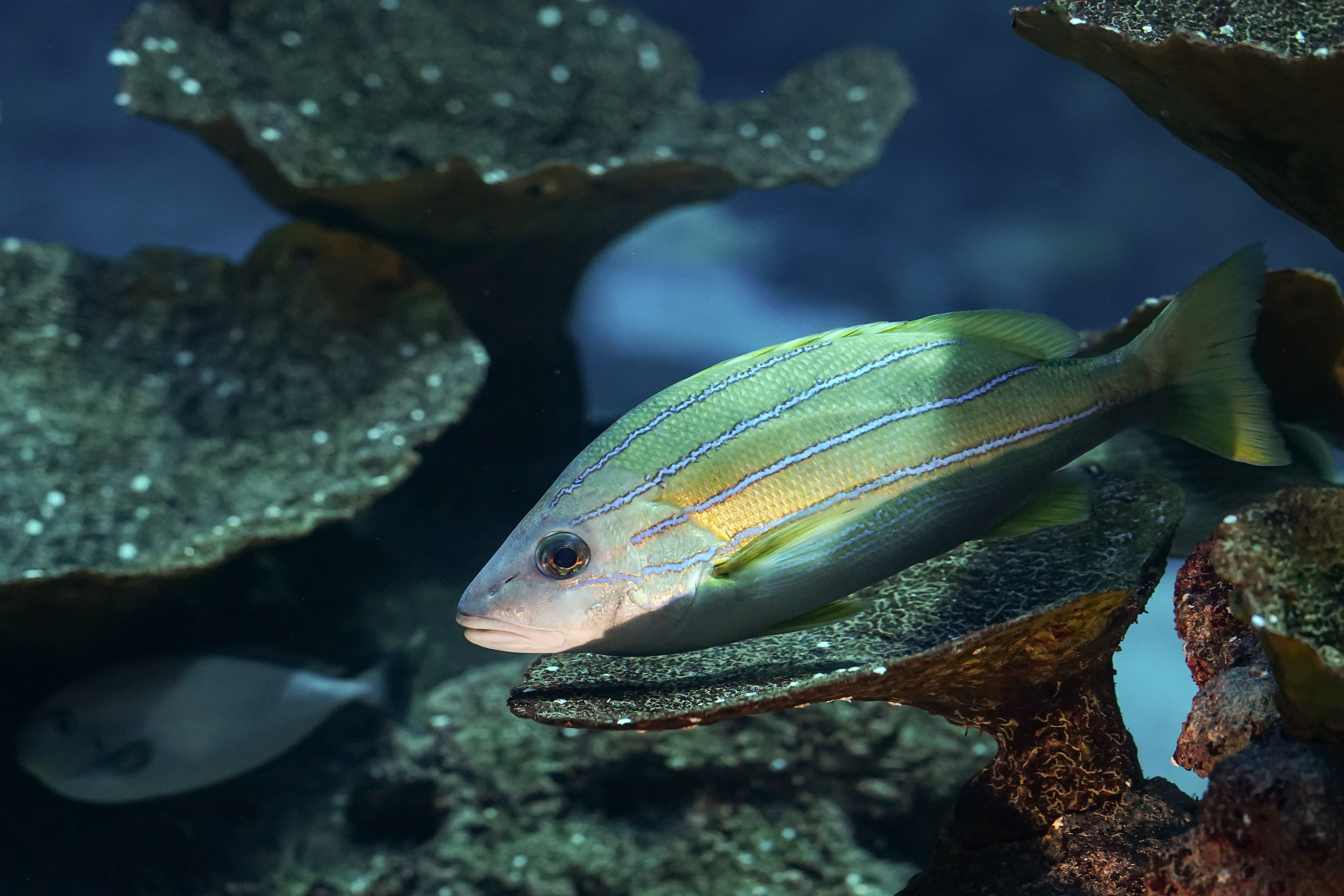 Symbolbild Aquarium