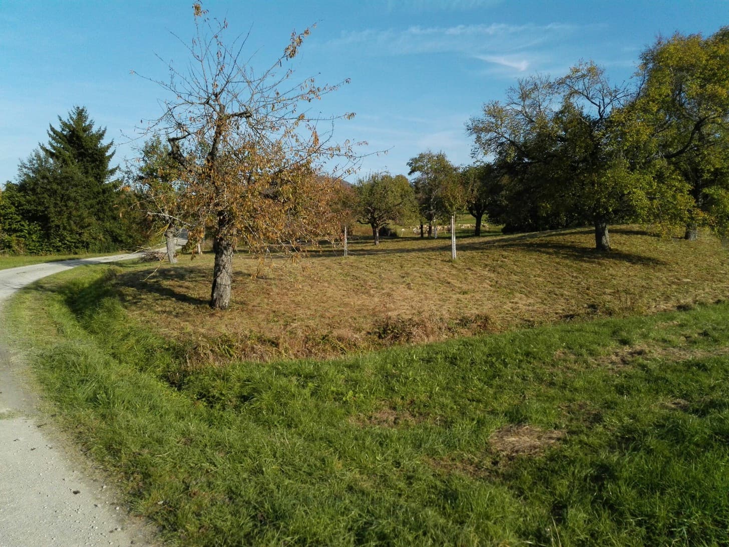 Reste der Viereckschanze in Belsen bei Mössingen