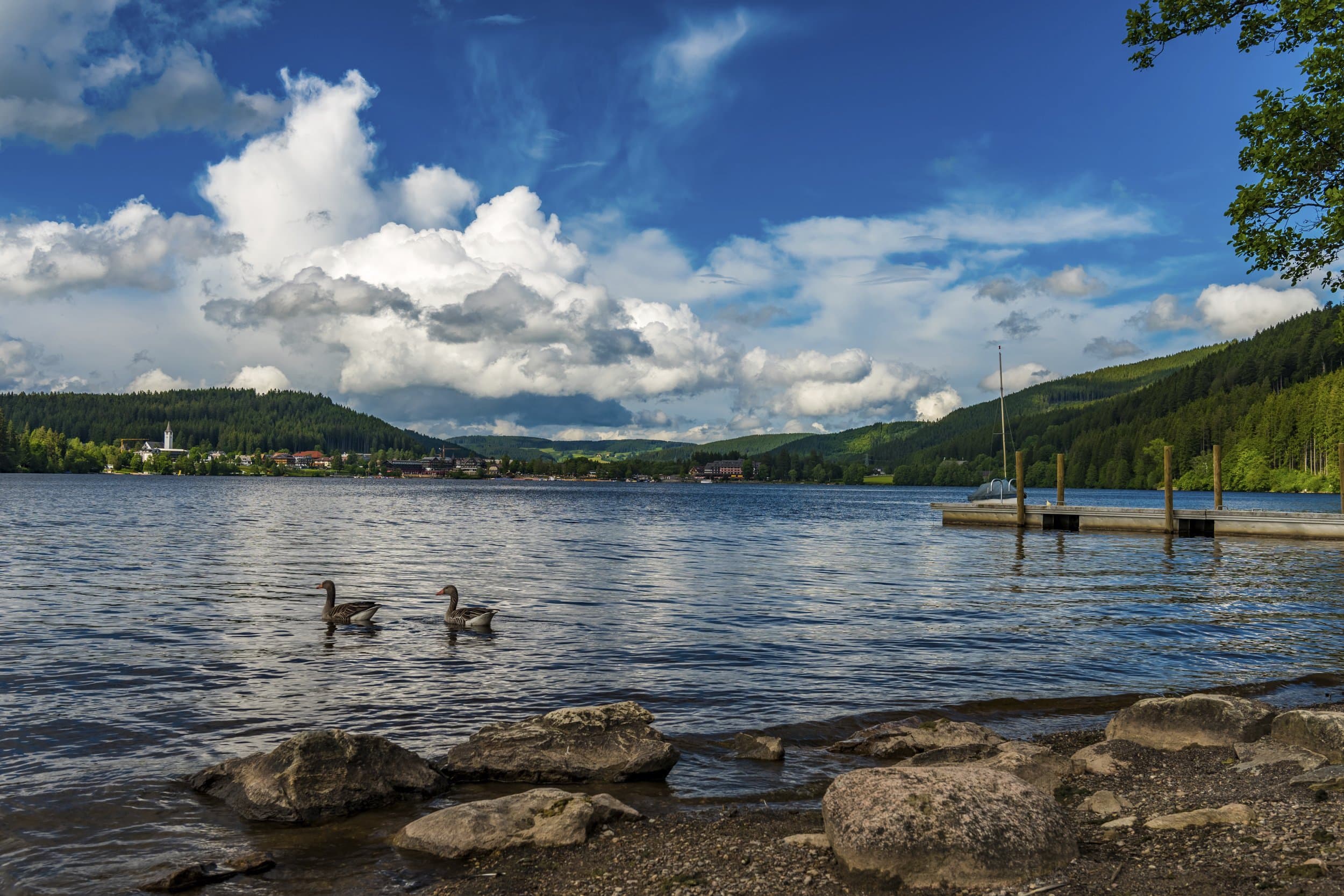 Zwei Enten schwimmen auf einem See, im Hintergrund ein bewaldeter Hügel und ein Steg.