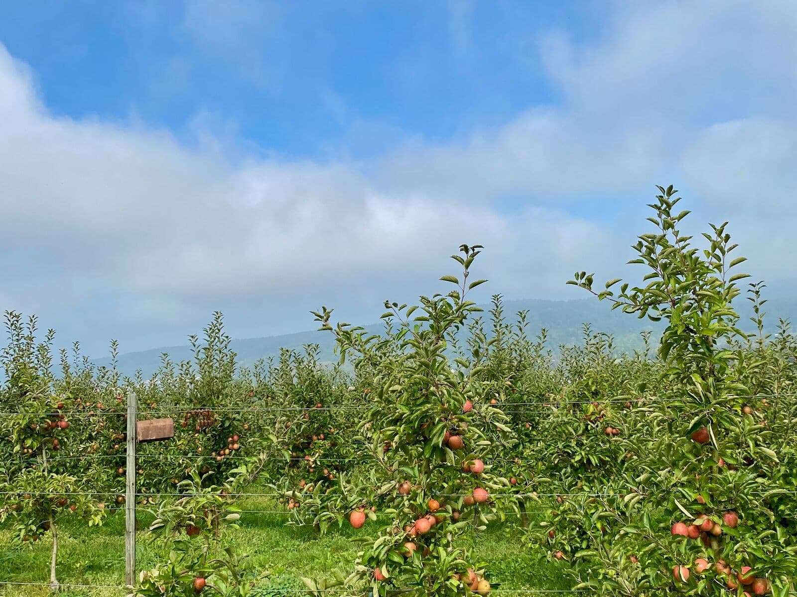 Obstbäume am Obstwanderweg Bodman