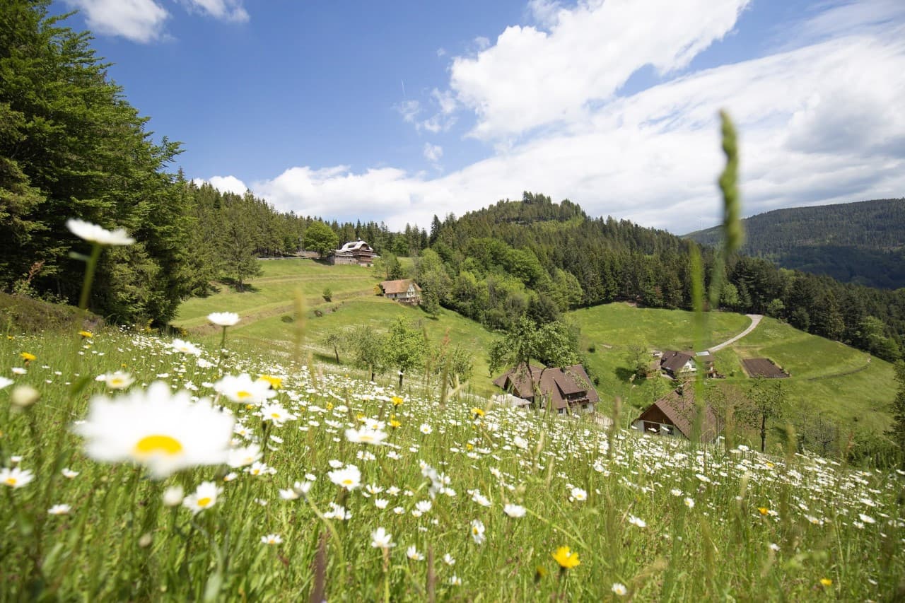 Bergwiese mit blühenden Margariten, im Hintergrund die Renchtalhütte