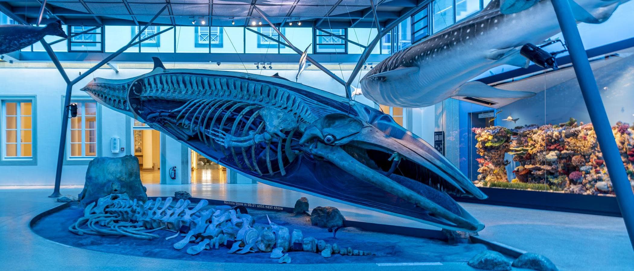 Ausstellung mit Walskelett im Naturkundemuseum Schloss Rosenstein.