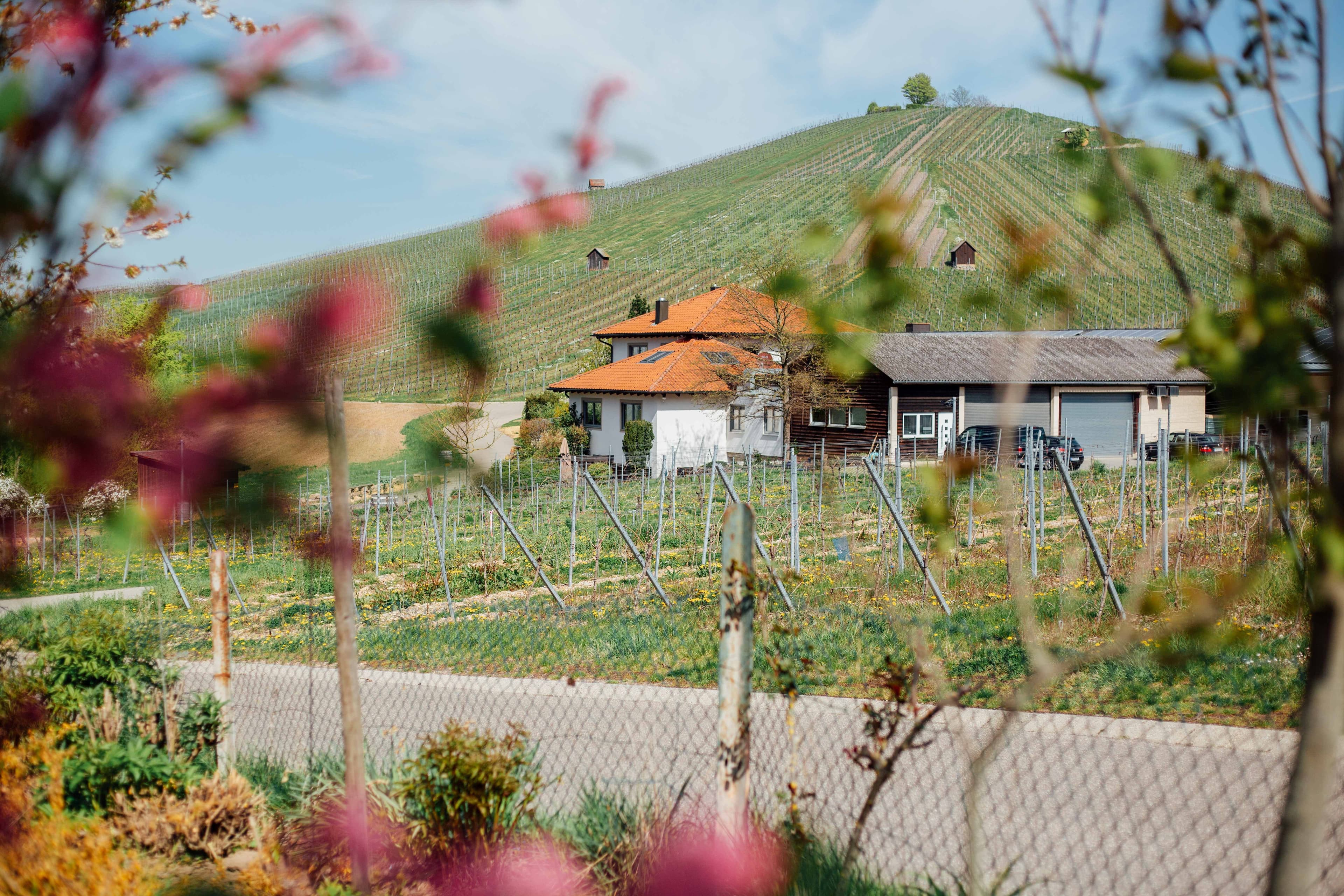Weingut Fischer Heilbronn