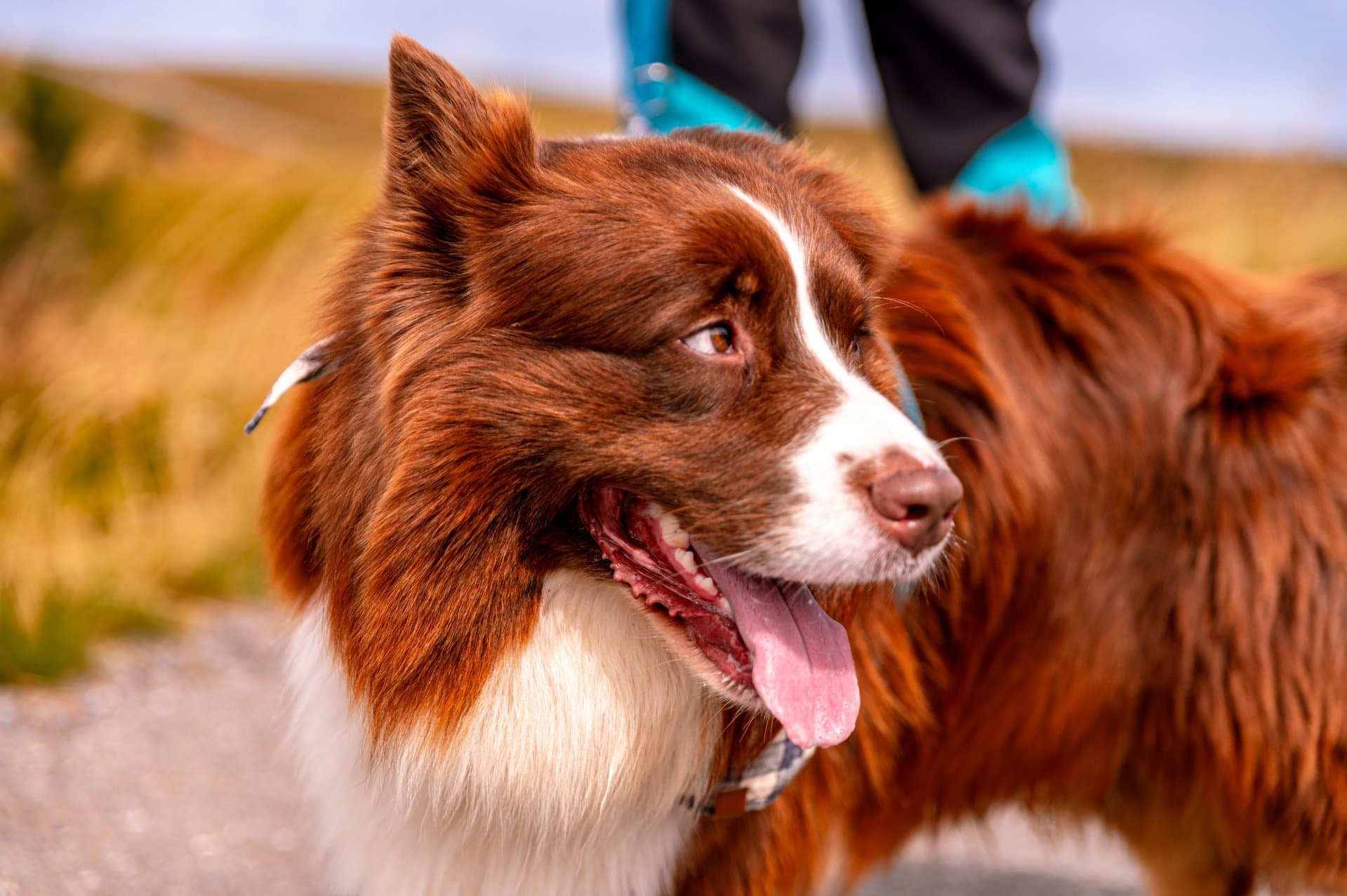 A dog walks on a hiking trail