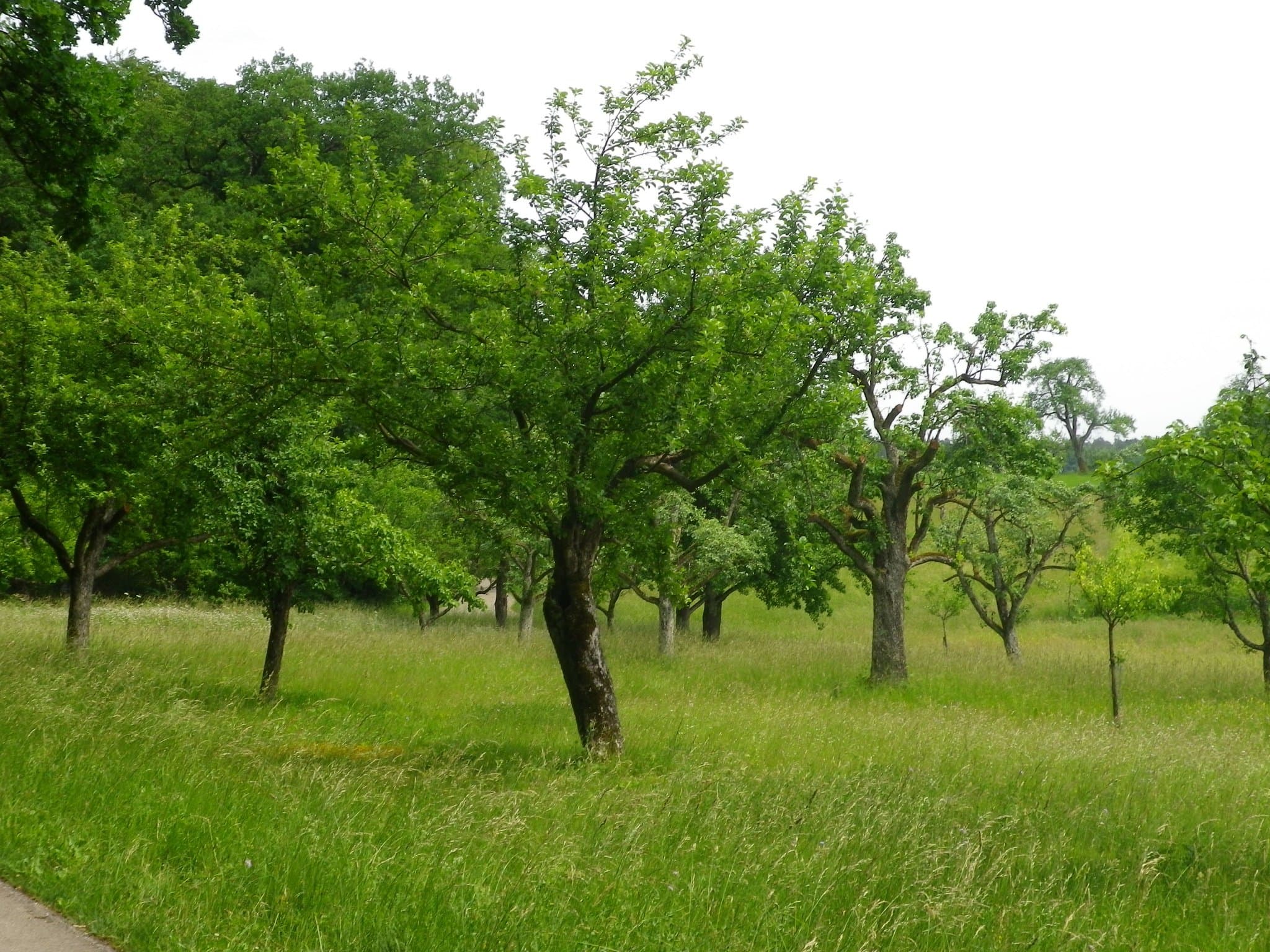 Orchard meadow at Hölzlestor