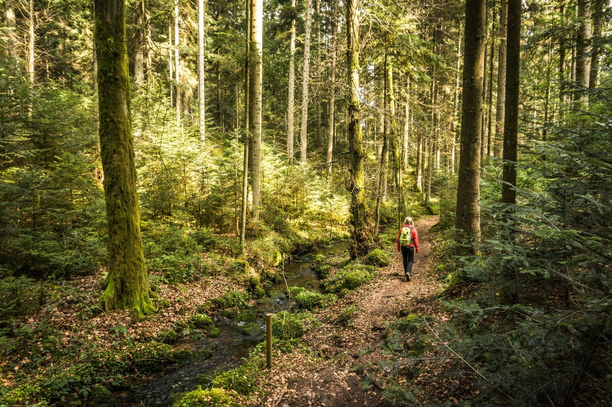 Wanderin inmitten eines herbstlichen Waldes. Neben ihr verläuft ein Bach.