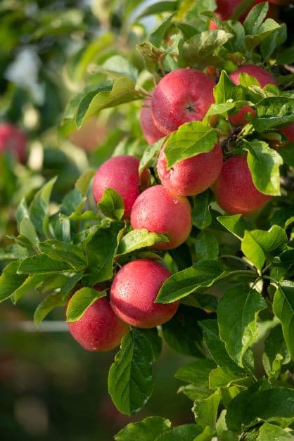 Zweig vom Apfelbaum mit roten Äpfeln