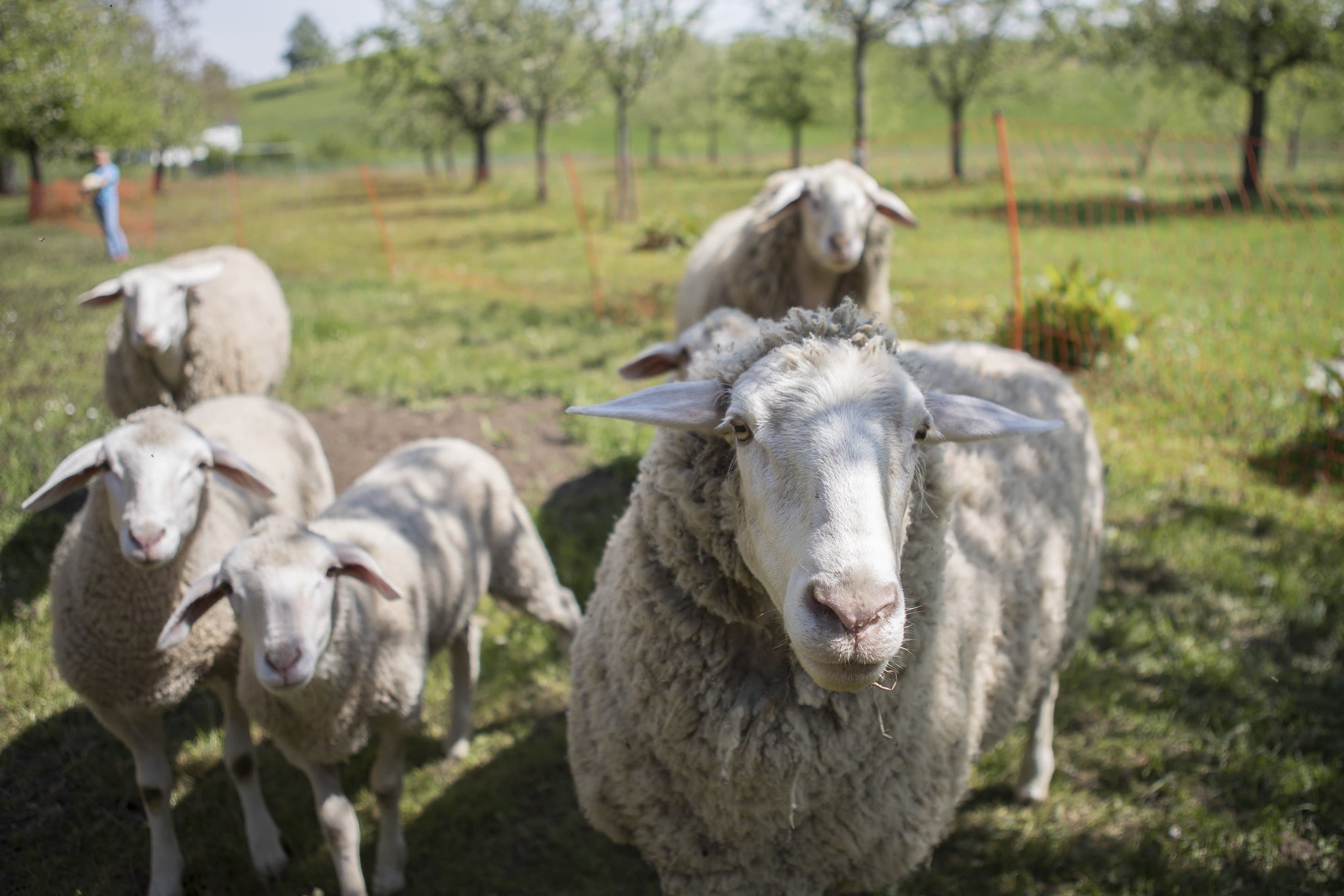 Schafe auf der Weide des Biohofs Abler